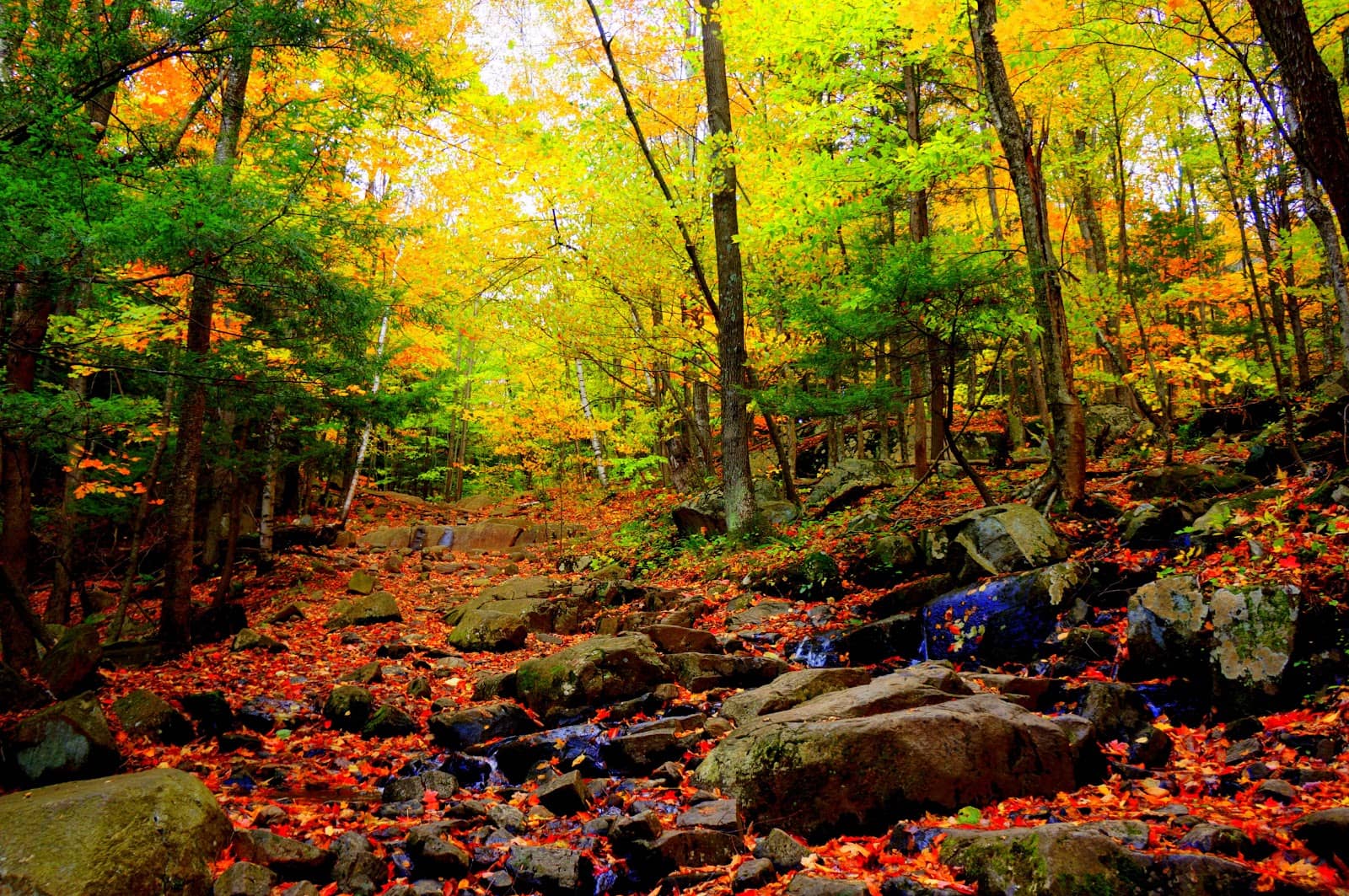 Peaceful Forest Ambiance