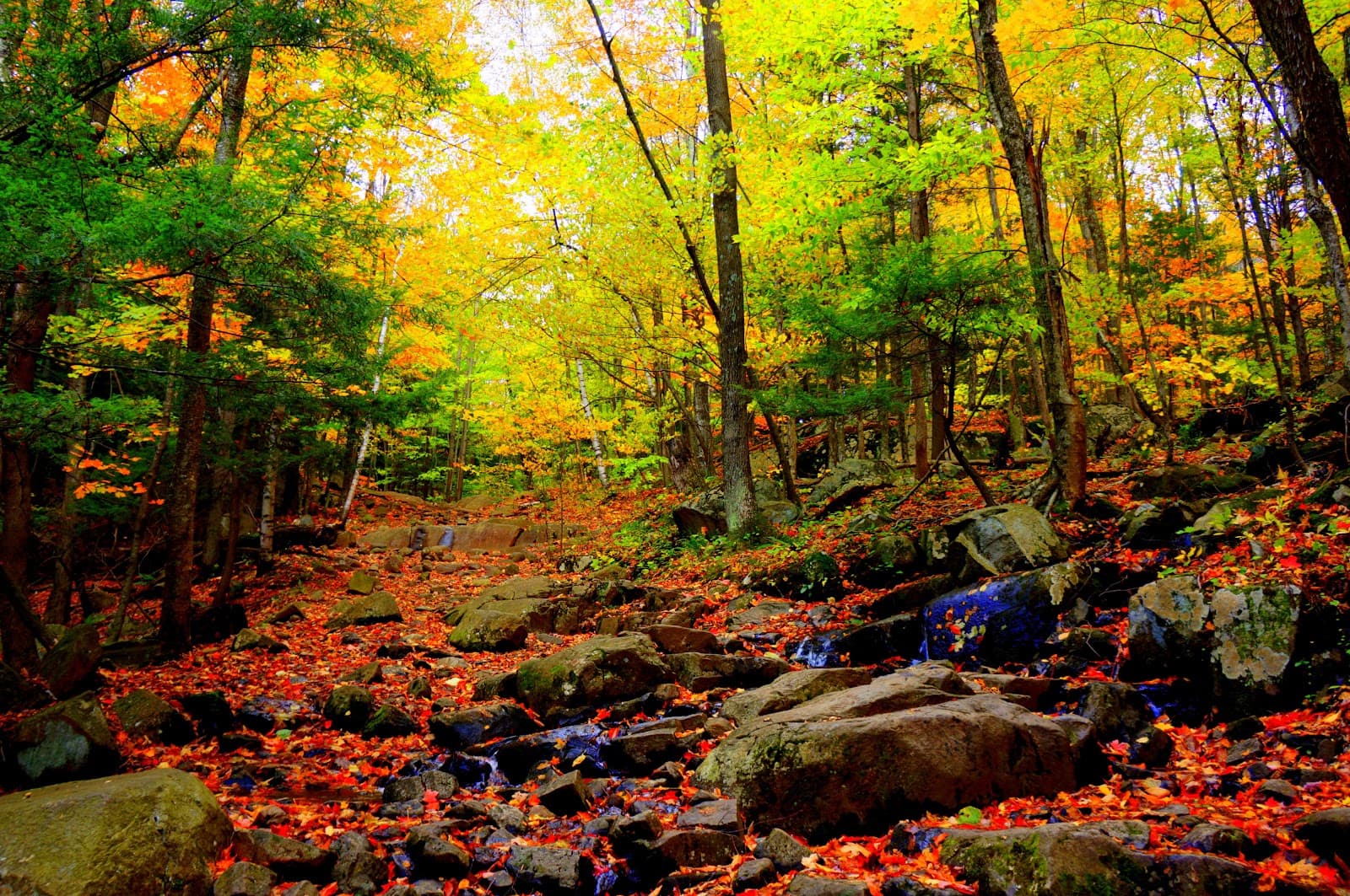 Buck Mountain Trail - Image 1