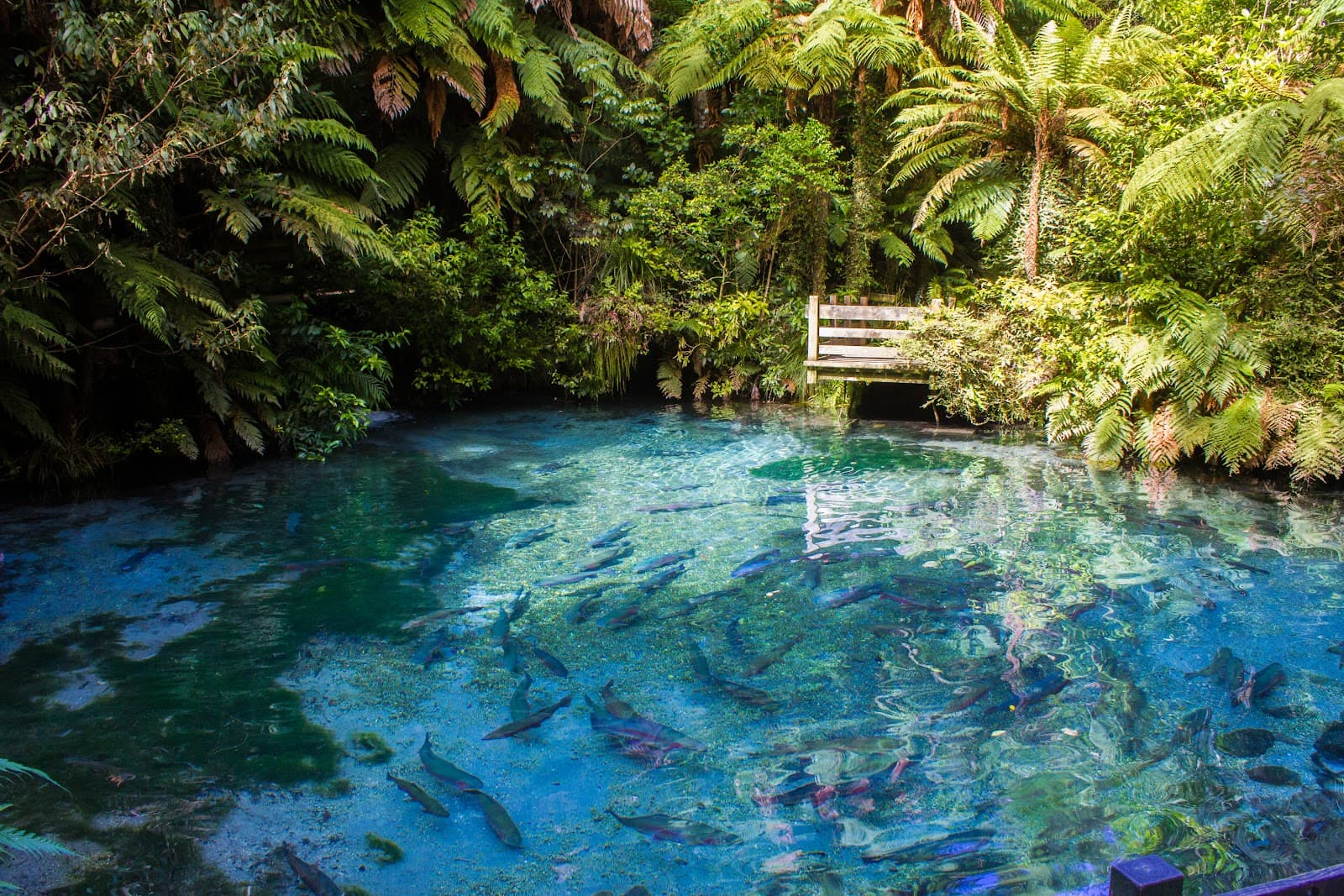 Paradise Valley Springs Wildlife Park - Image 1