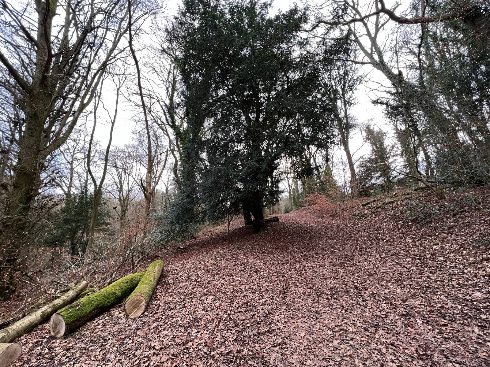 Vertical photo