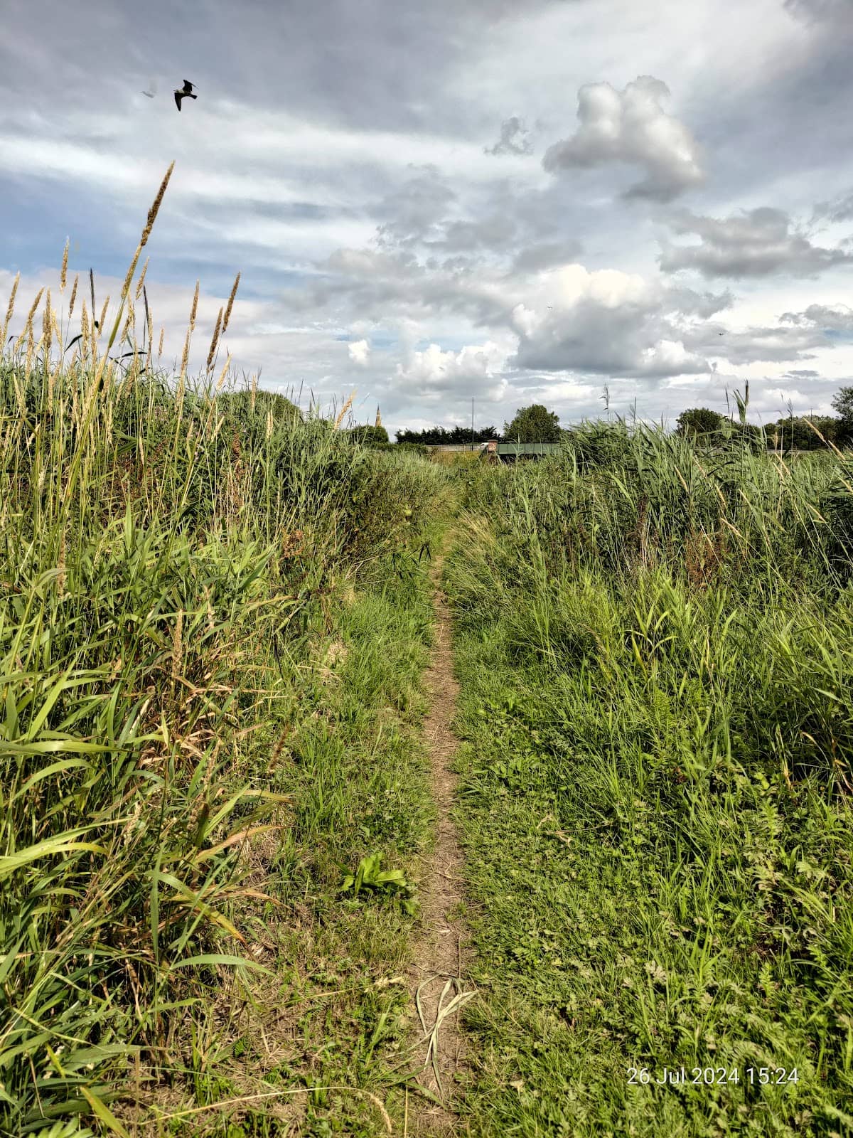 Seasonal Wildflowers