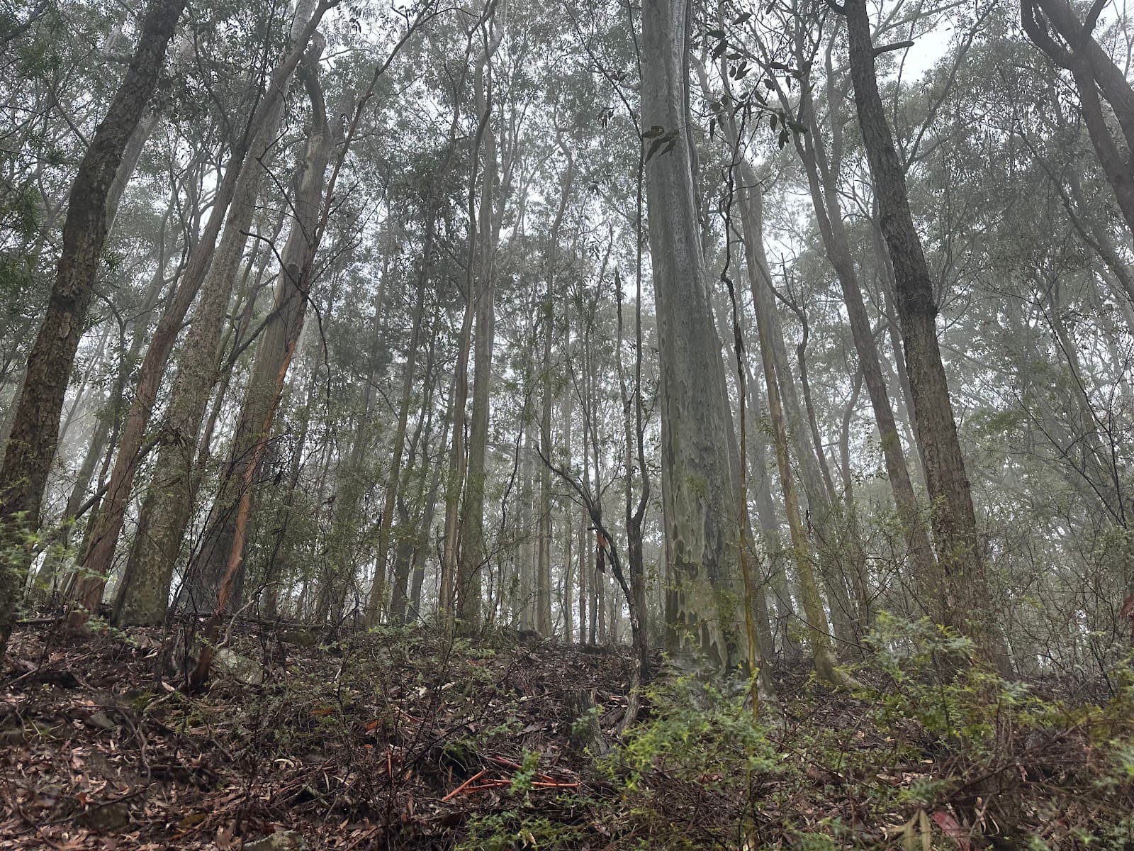 Ourimbah State Forest - Image 1