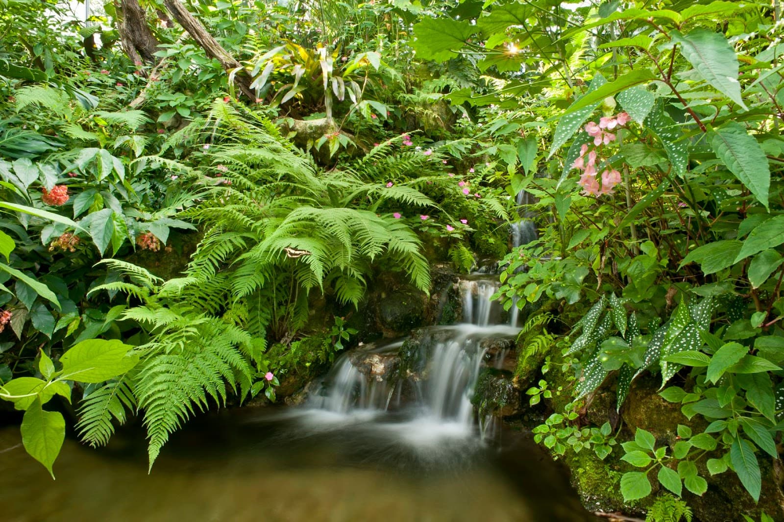 Butterfly Rainforest - Image 1