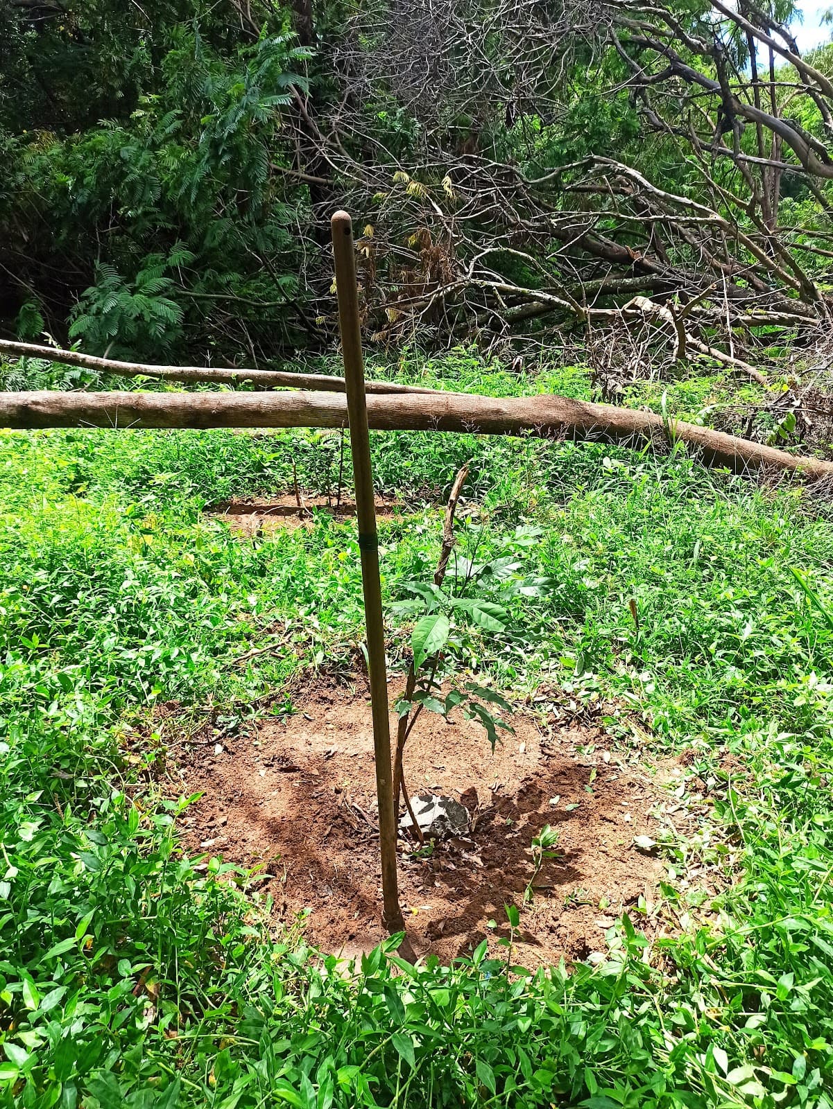 Parque Linear Ribeirão das Pedras - Image 1
