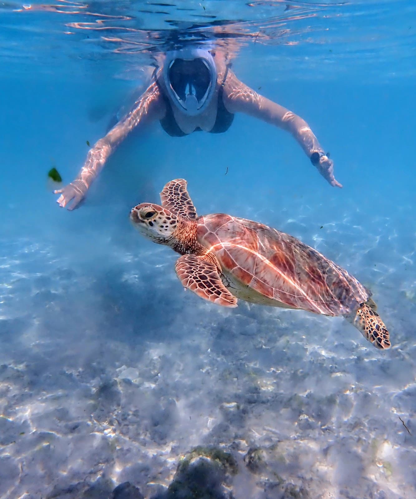 Turtle Point Gili Trawangan - Image 1