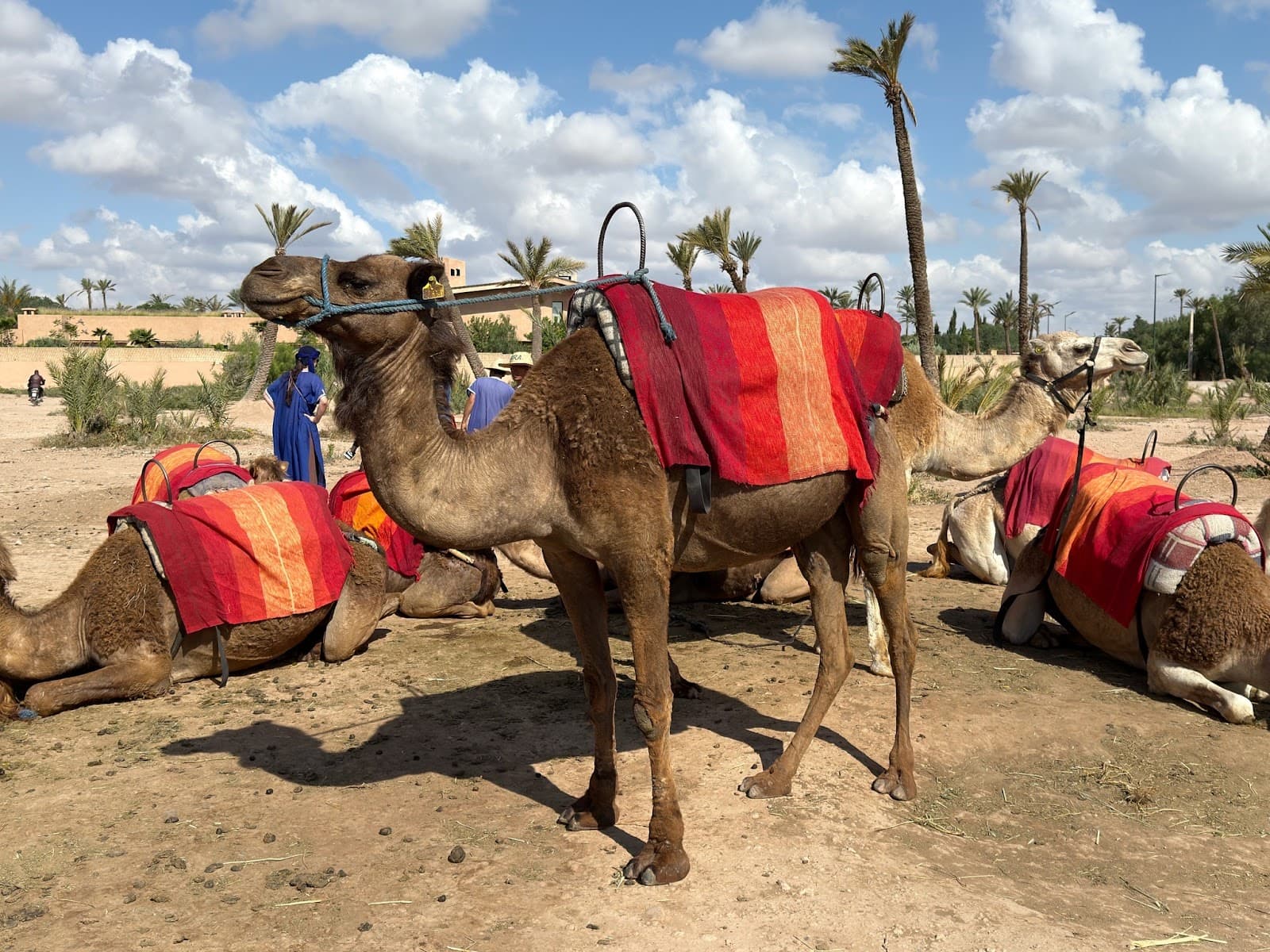 Palmeraie Marrakesh - Image 1