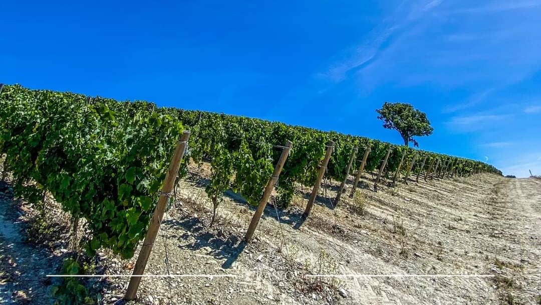 Insightful Vineyard Tour