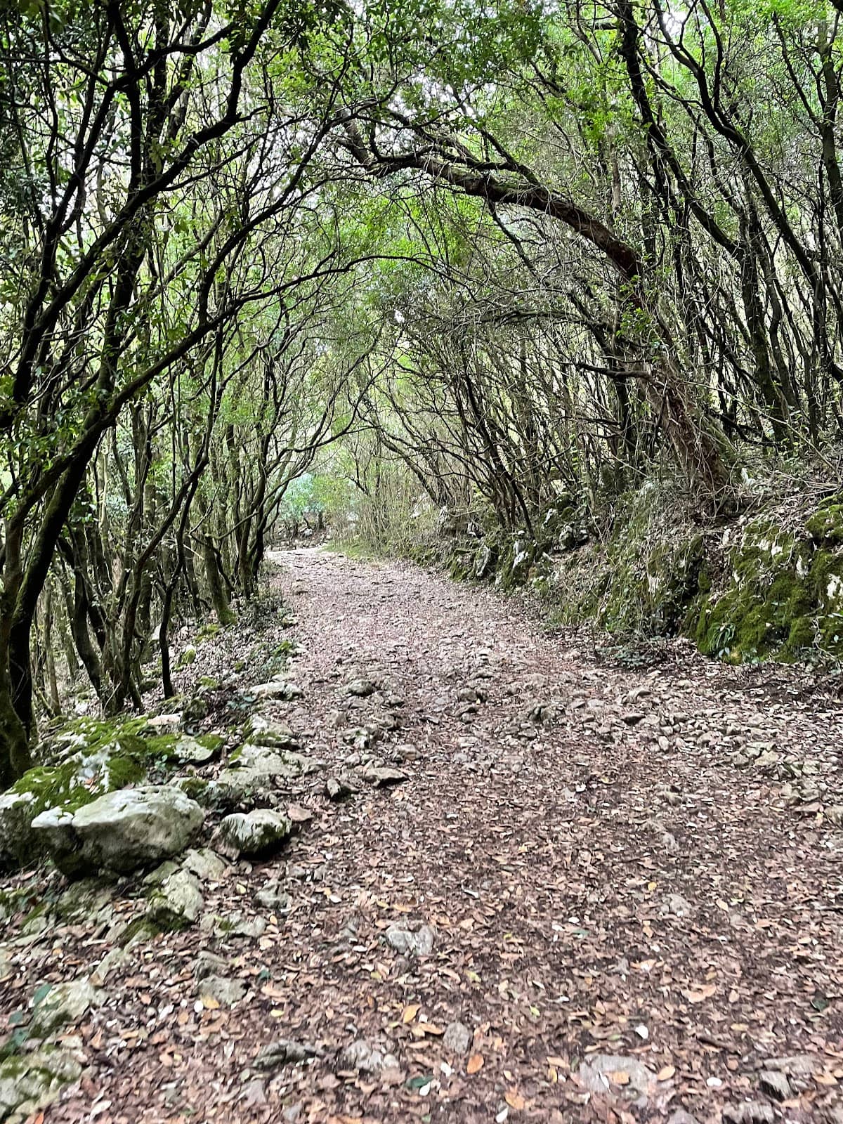 Virgin Natural Beauty