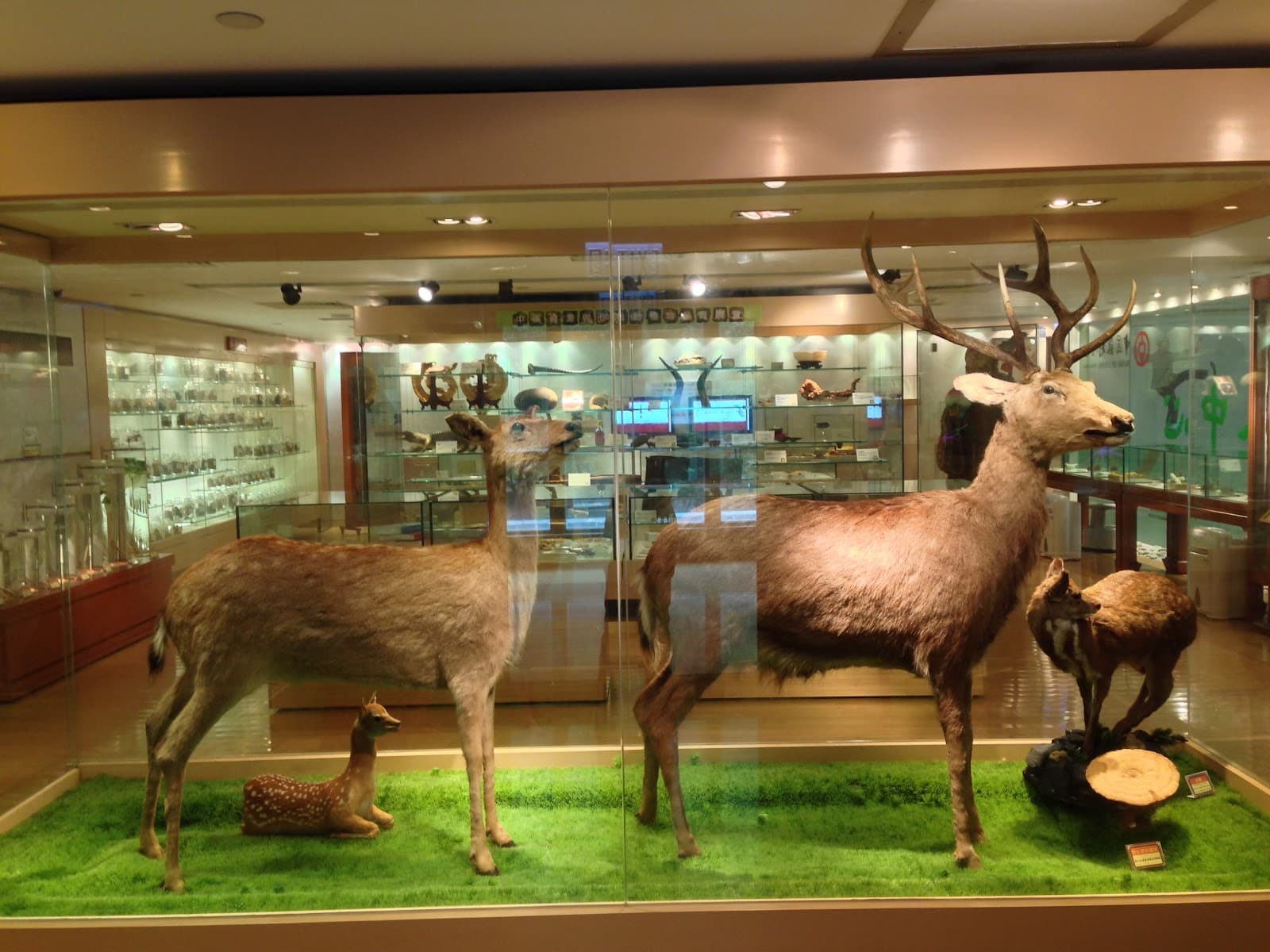 Hong Kong Museum of Chinese Herbal Medicine - Image 1