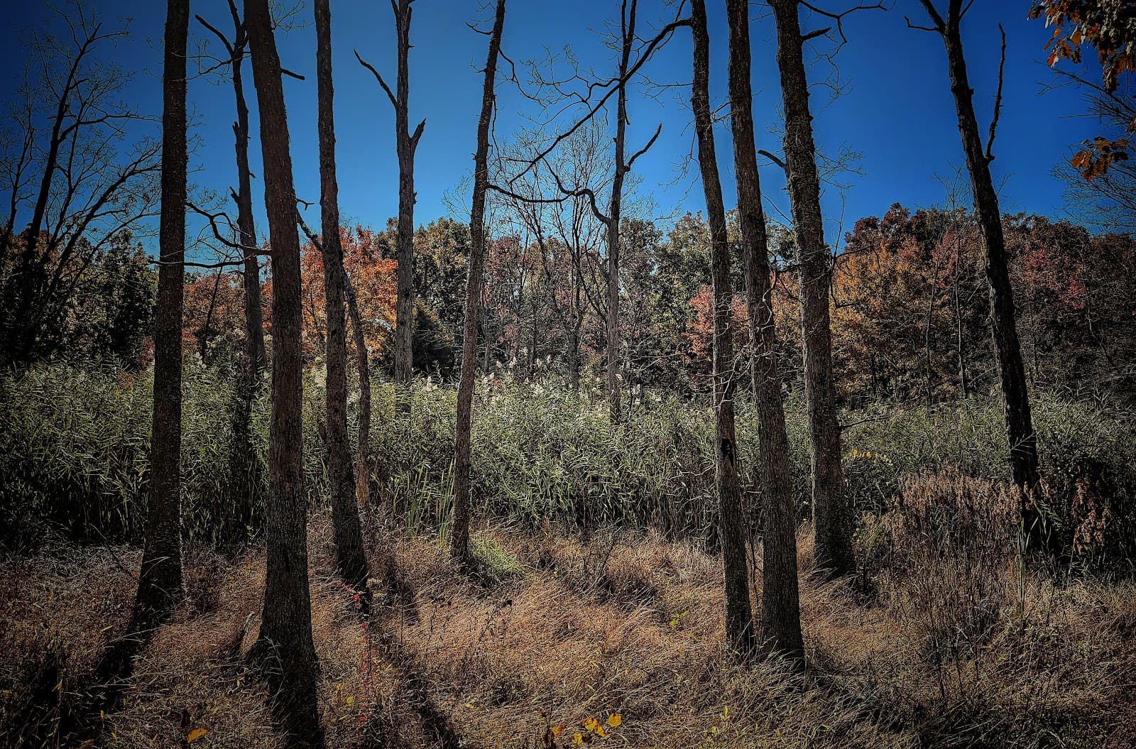 Serpentine Barrens Conservation Park - Image 1