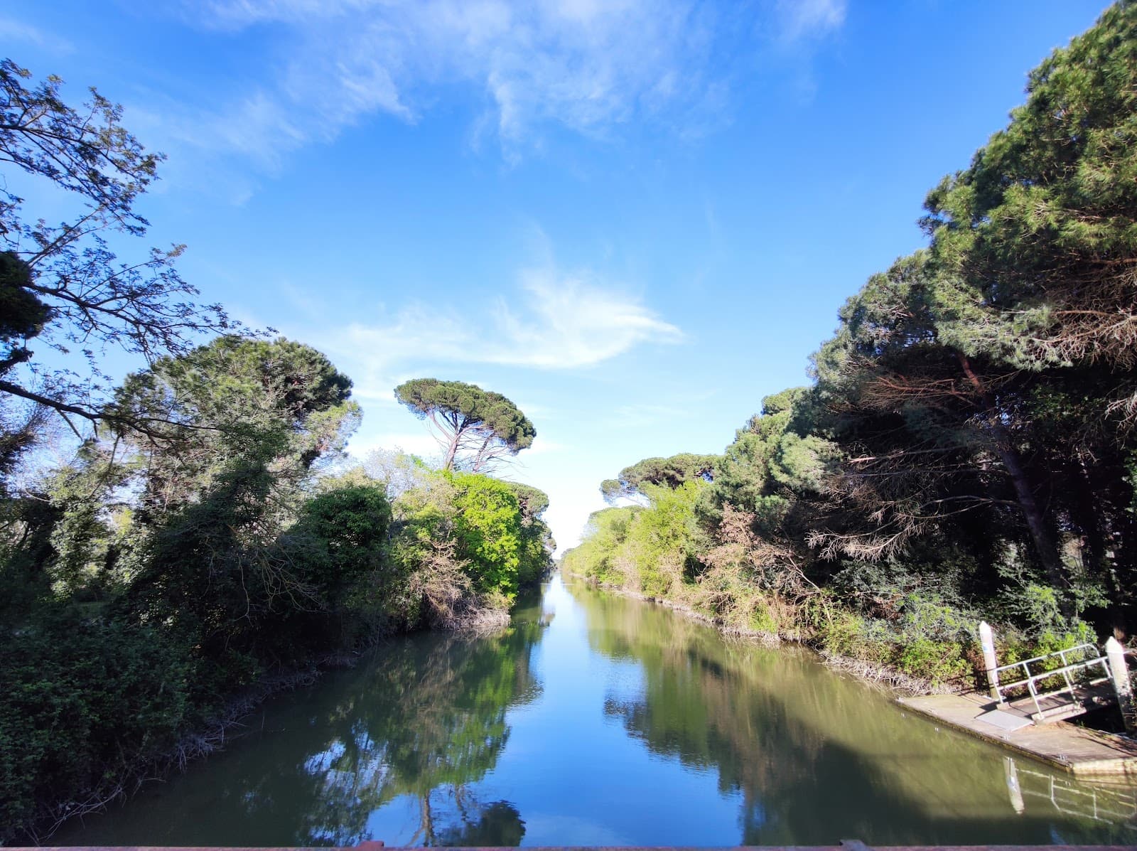 Pineta di Classe Ravenna - Image 1