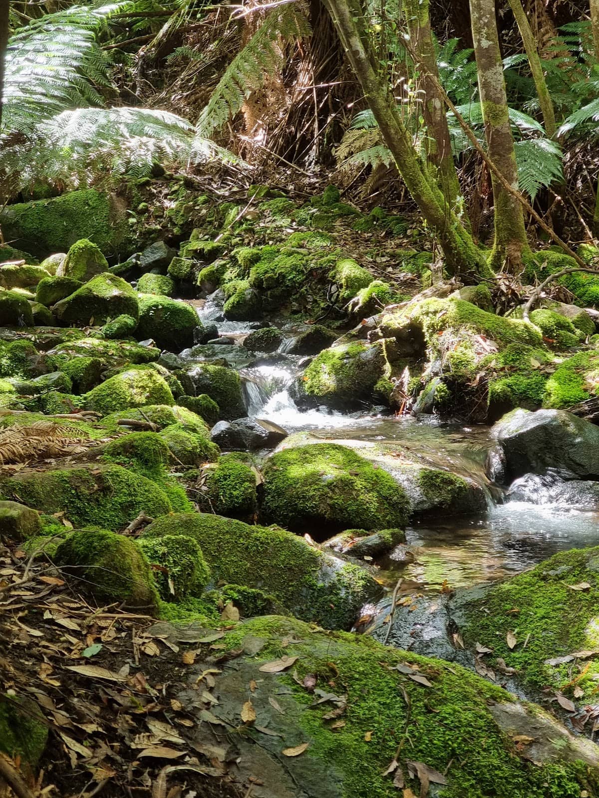 Panoramic Mountain Views