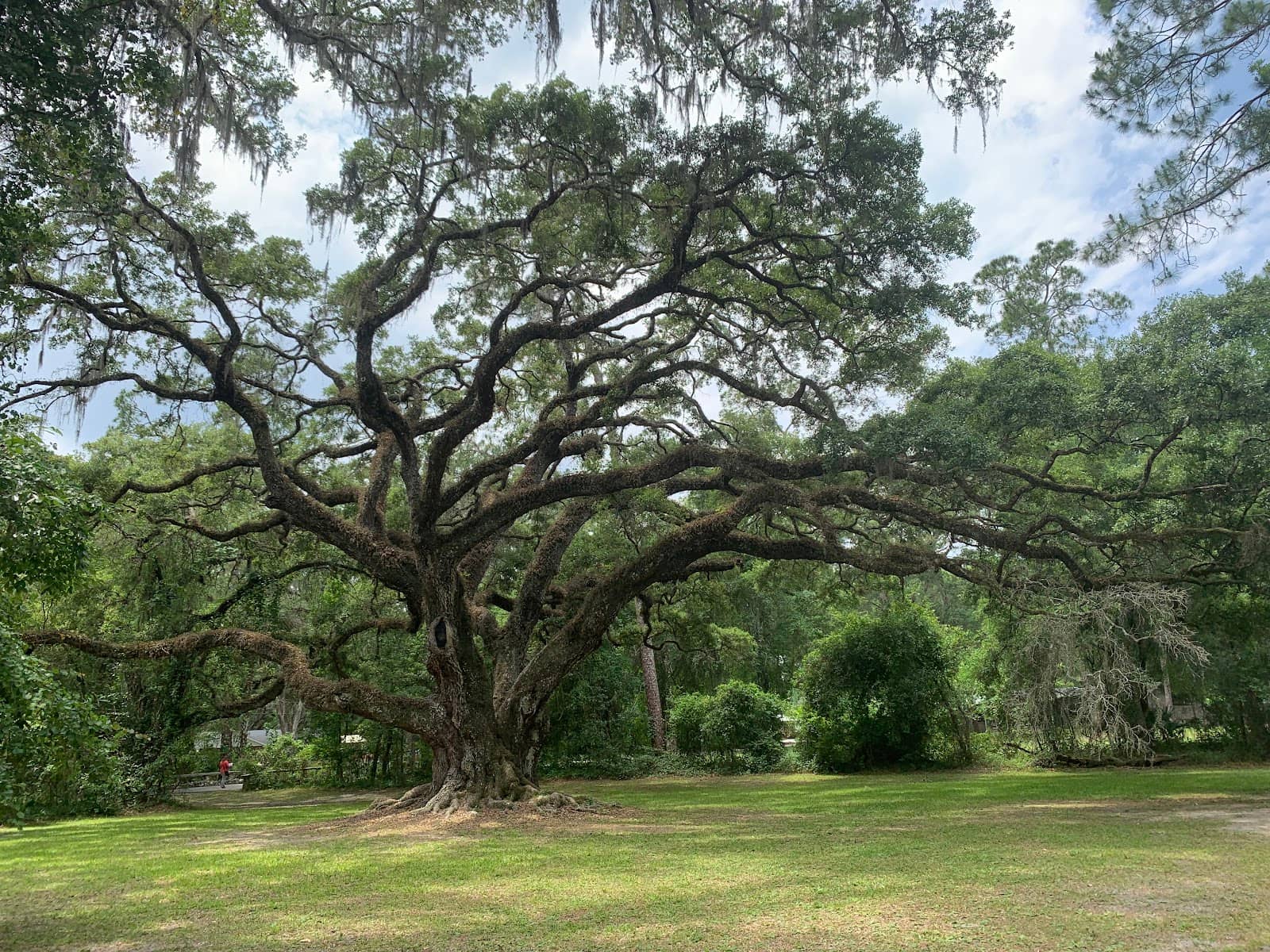 Pine Flatwoods Trail