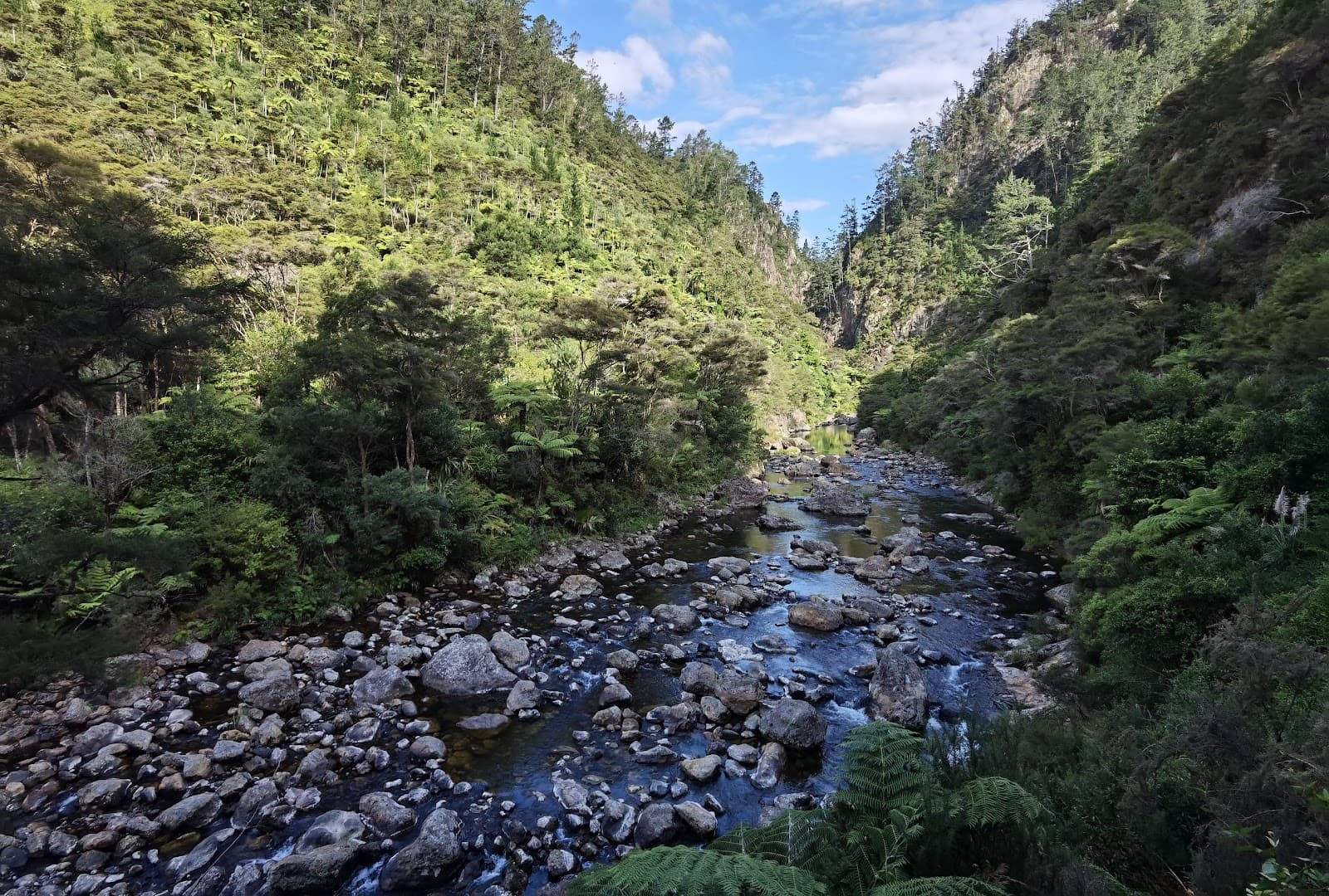 Kaimai Mamaku Forest Park (Waihi sector) - Image 1