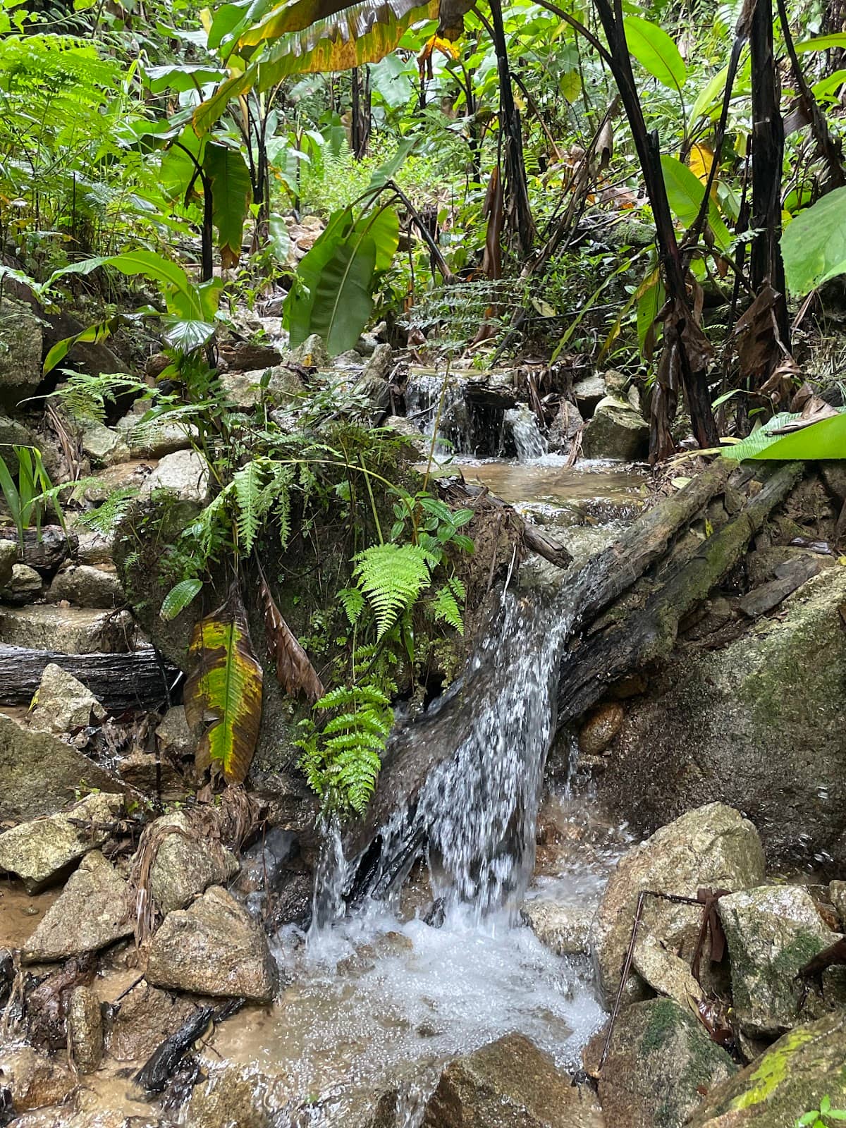 Jungle Trekking Experience