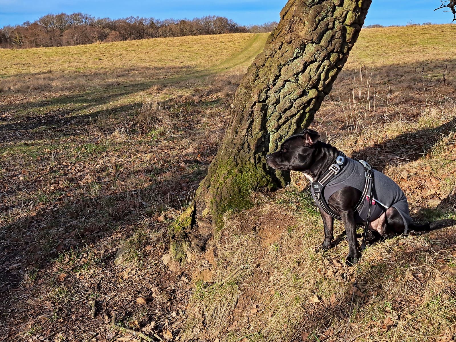 Hellebæk Kohave and Teglstrup Hegn - Image 1