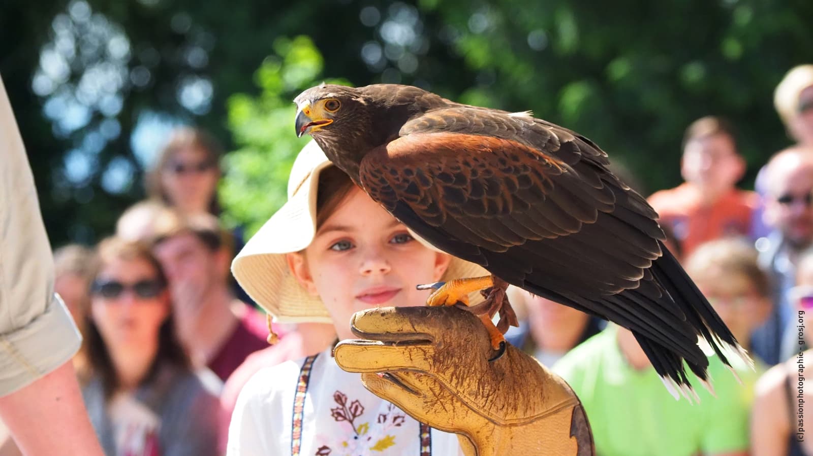 Eagle Park Volerie des Aigles - Image 1