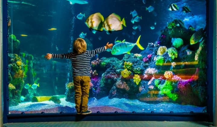 Bray Sea Life Aquarium - Image 1