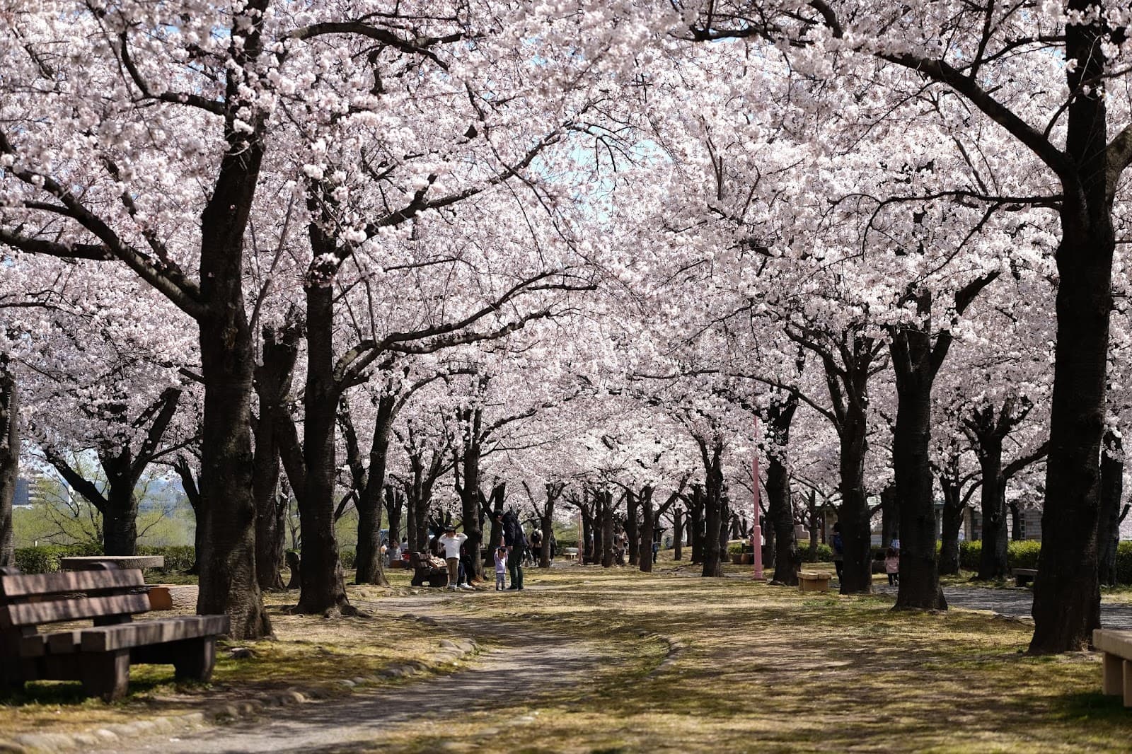 Arakawa Sakura Embankment - Image 1