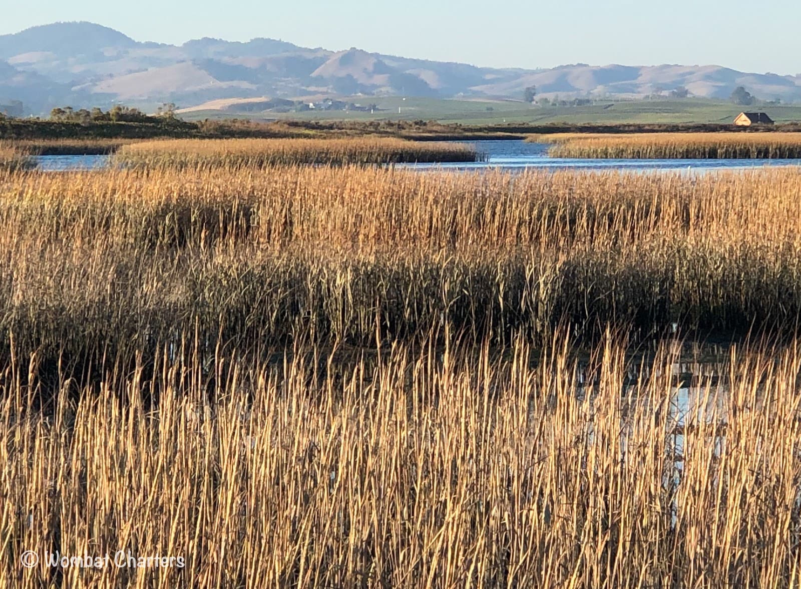 Napa-Sonoma Marshes Wildlife Area - Image 1