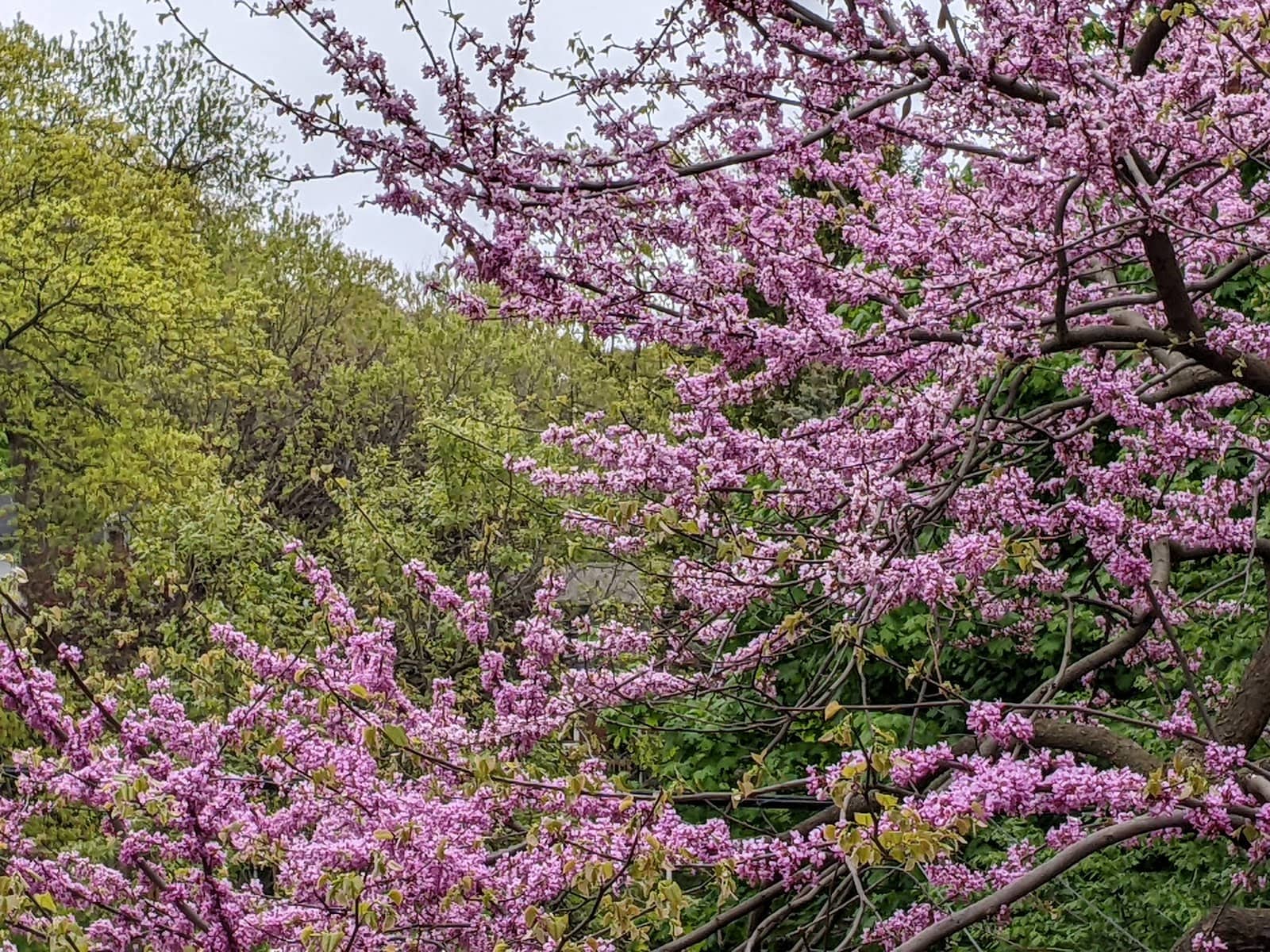 Local Cafes and Eateries