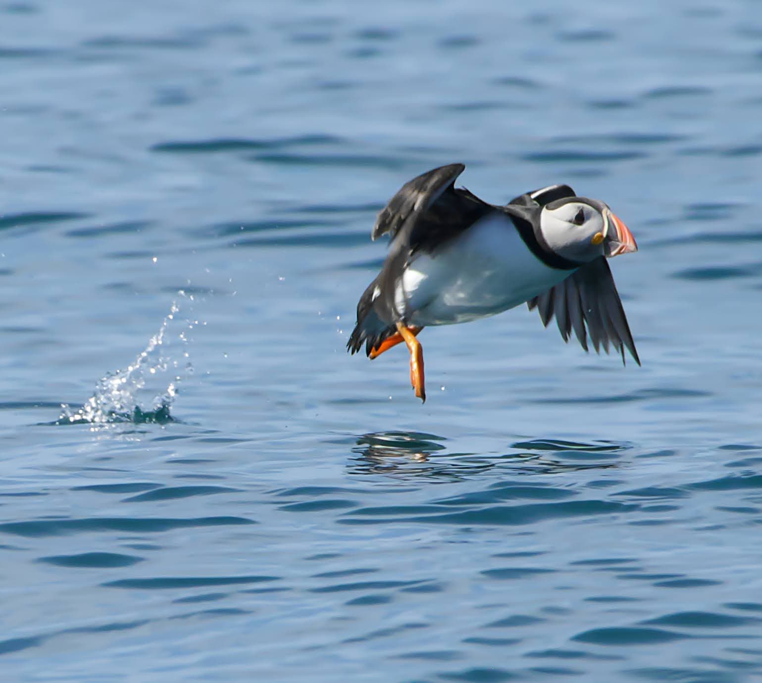 Skokholm Island - Image 1