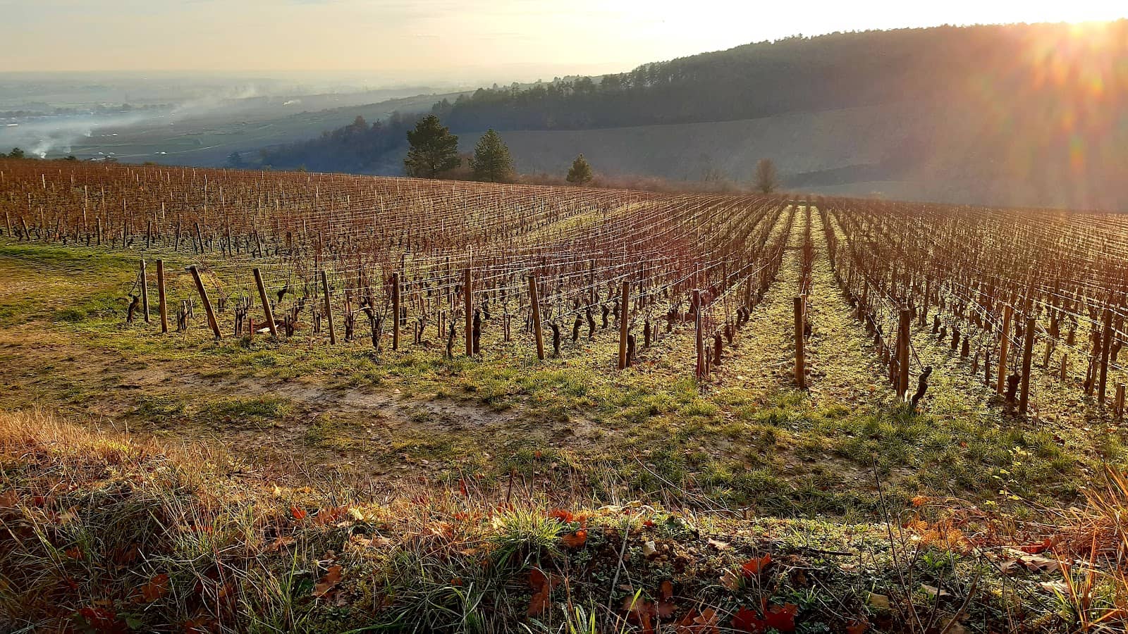 Vineyard & Village Scenery