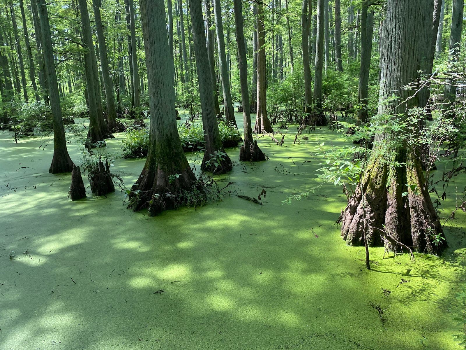 Cache River State Natural Area (Heron Pond) - Image 1
