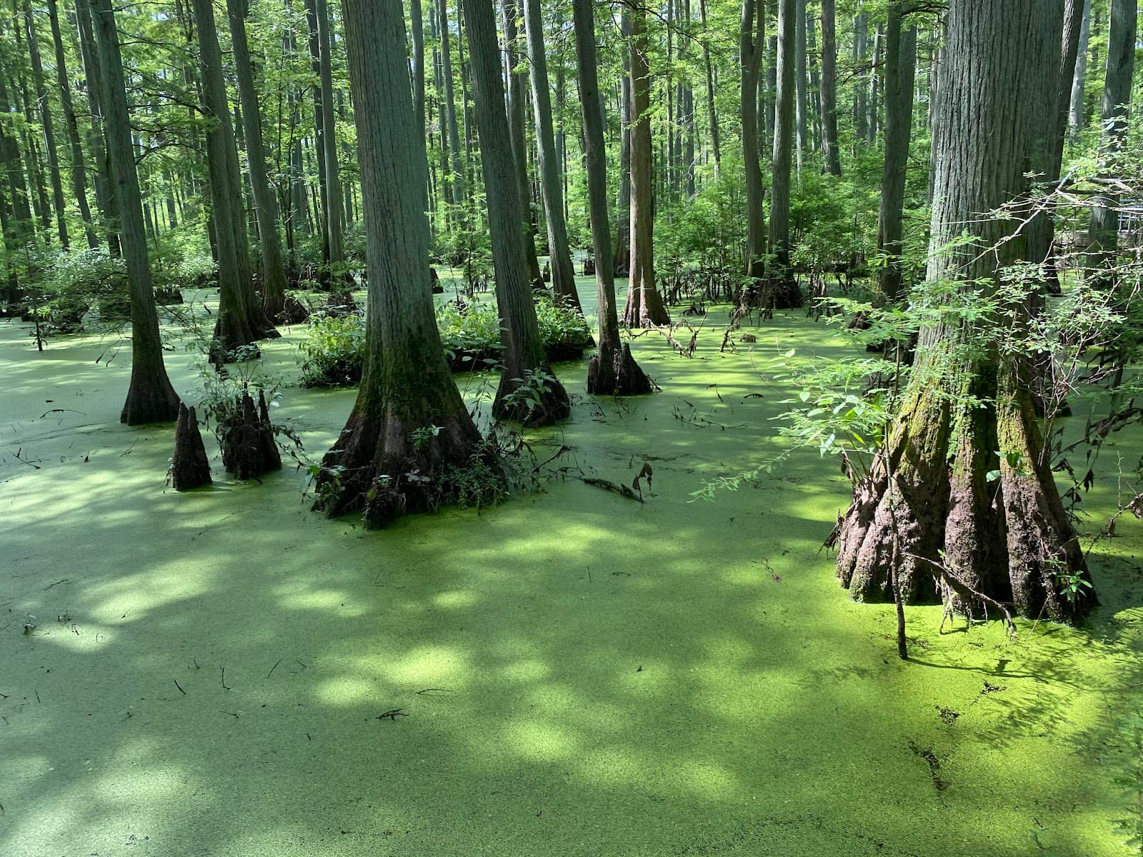 Cypress Swamp Habitat