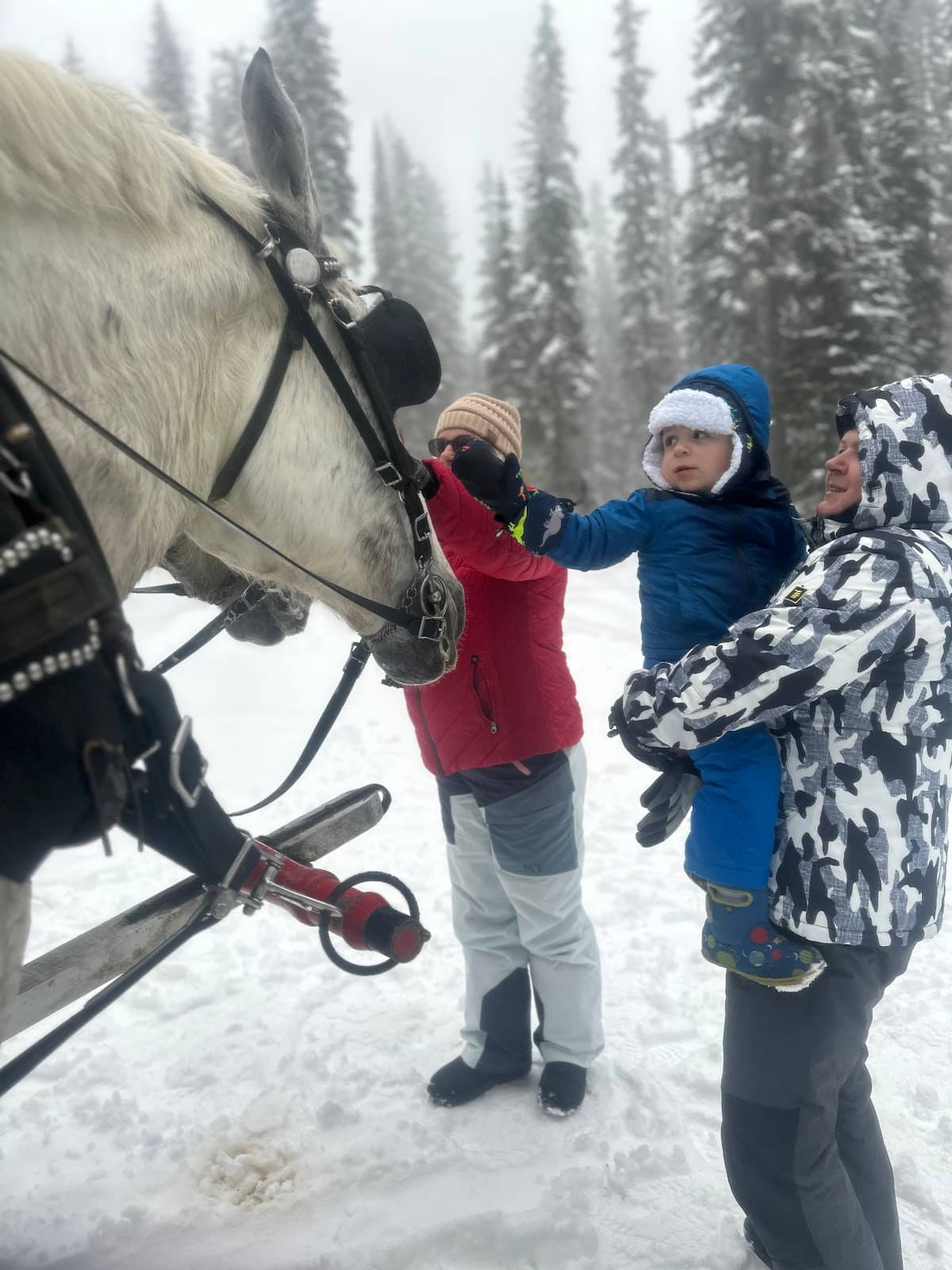 Friendly Horses and Accommodating Hosts