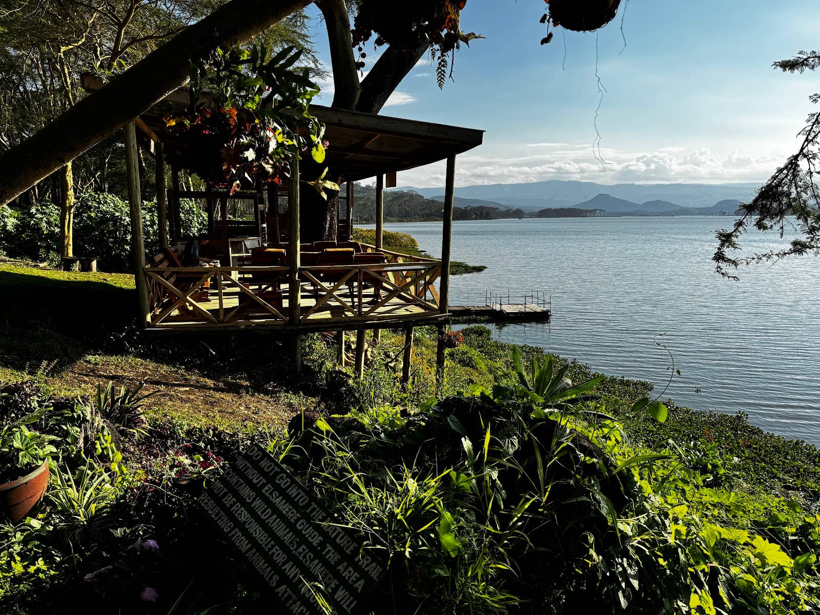 Elsa the Lioness Tribute