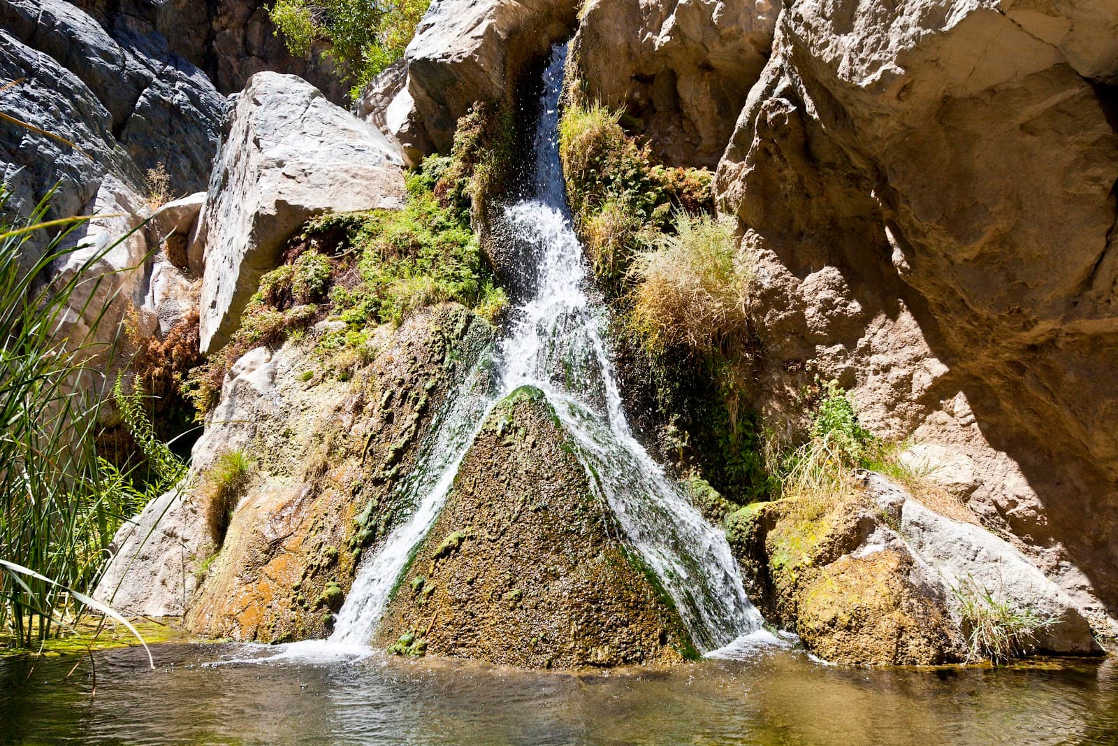 Lush Oasis