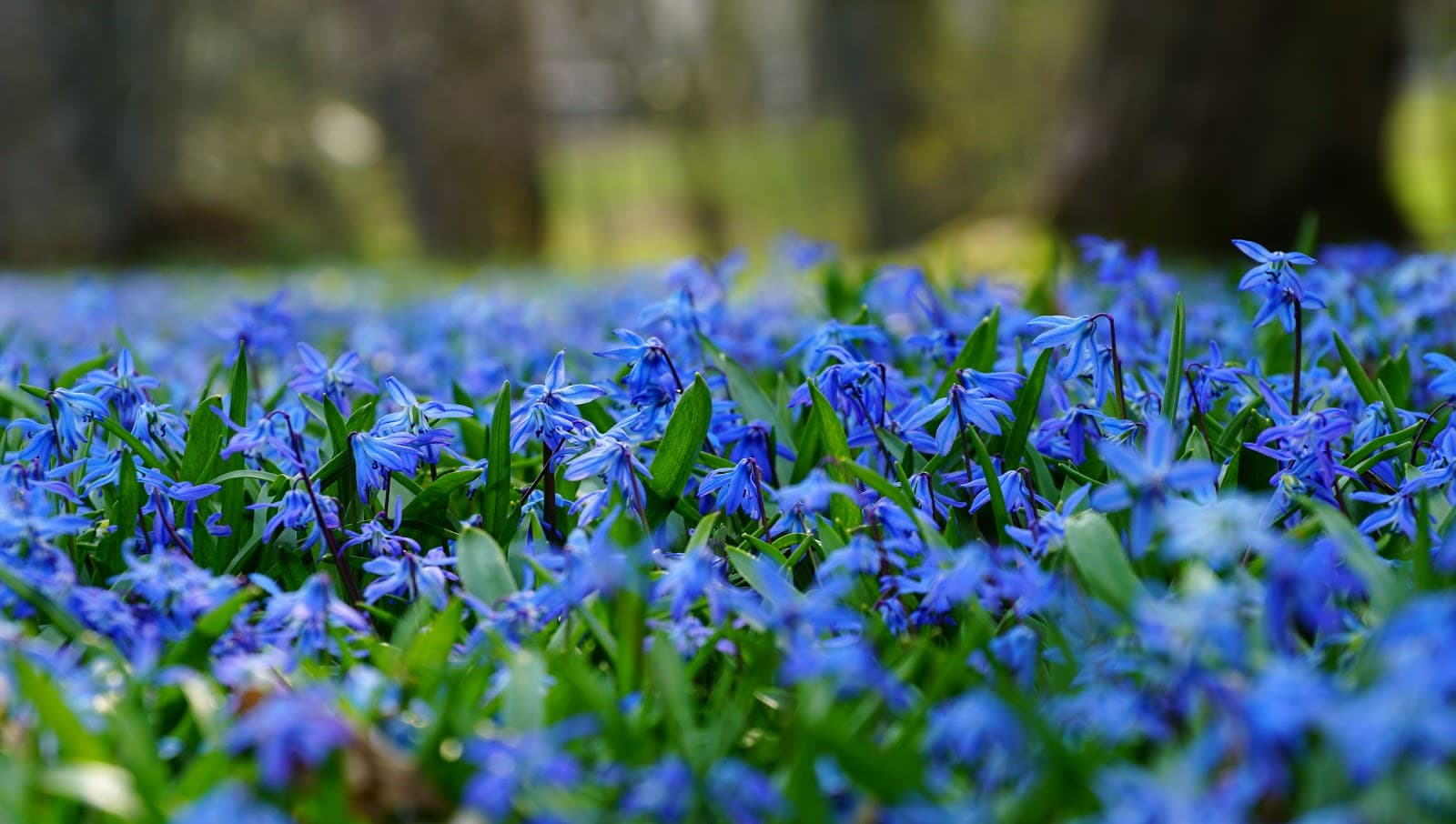 Botanical Garden - Image 1