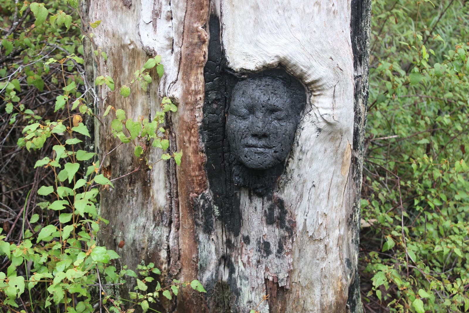 Understory Art & Nature Trail - Image 1