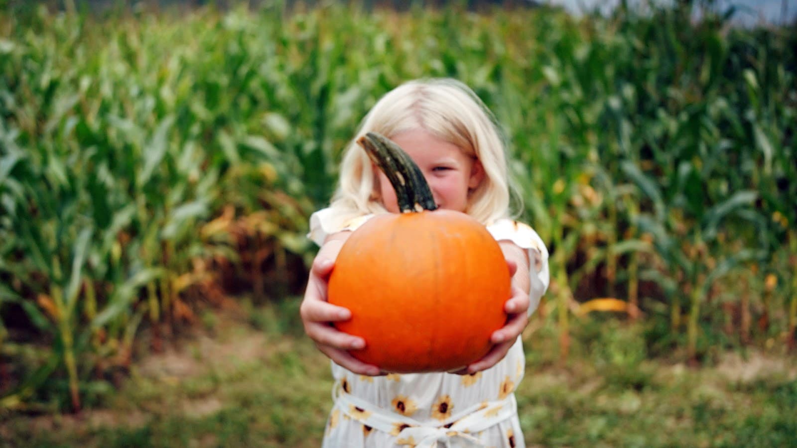 Pumpkinville - Image 1