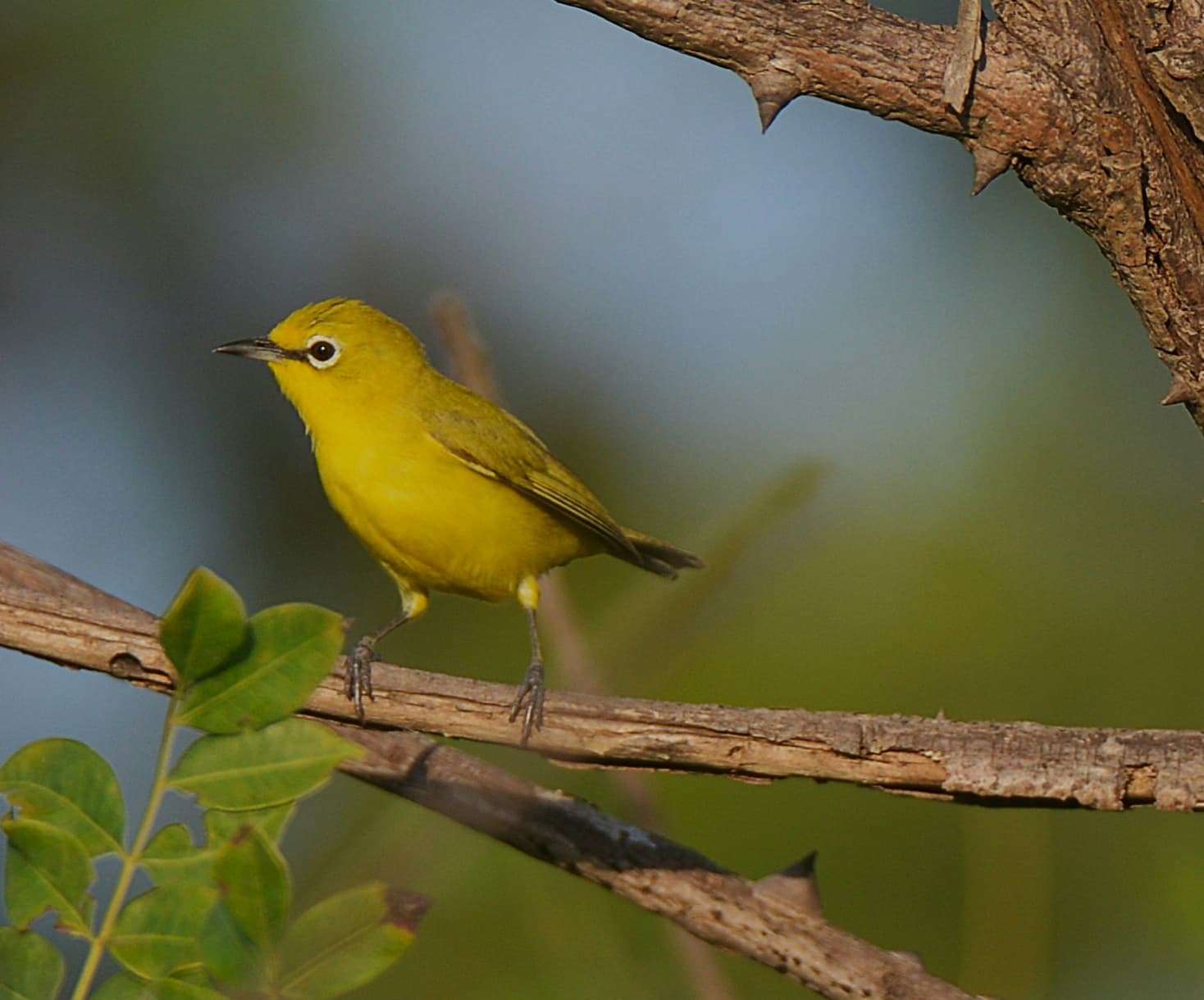 Bund Road (mangrove birding) - Image 1