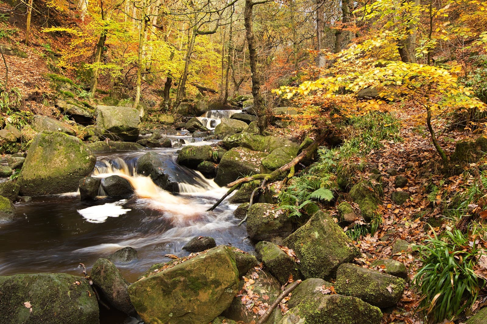 Padley Gorge Peak District - Image 1