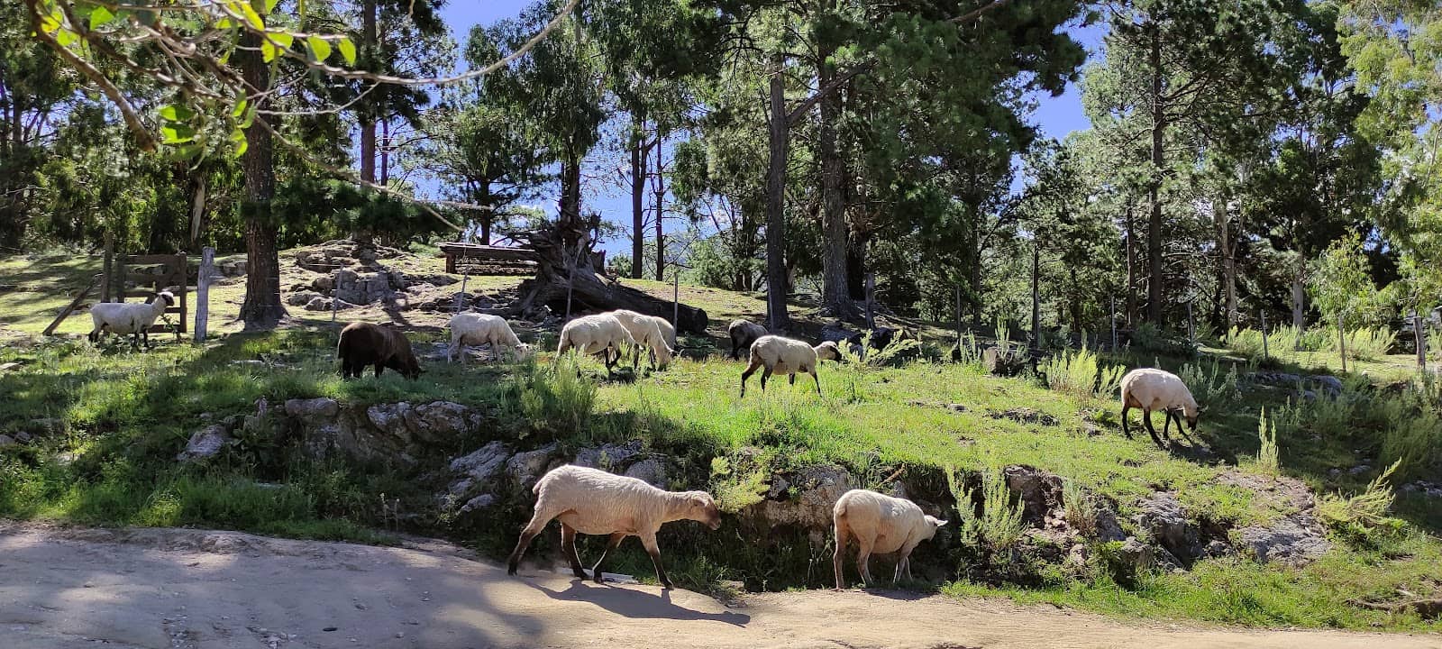 Snowy Sierra Escapes