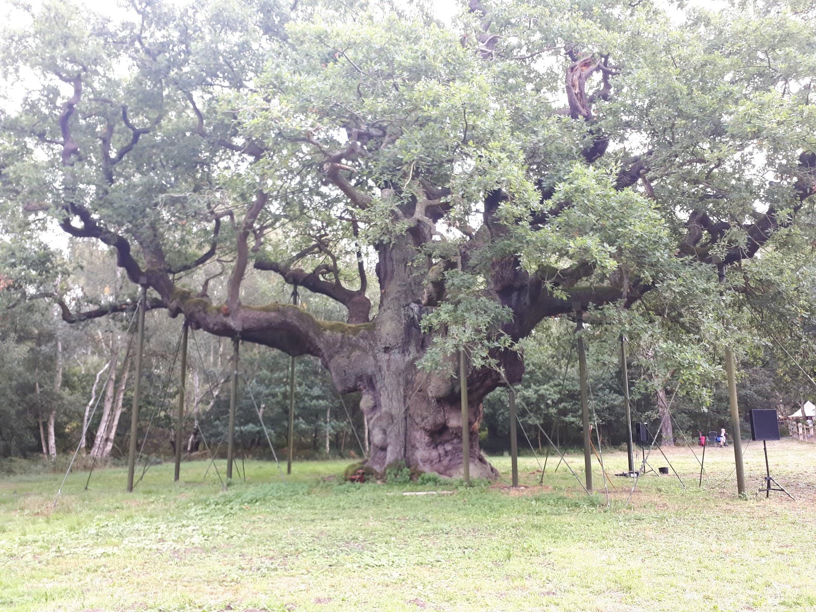 Sherwood Forest & Major Oak - Image 1