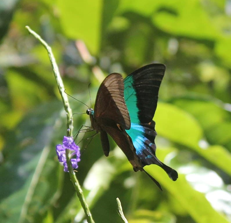 Butterfly Conservatory Ponda - Image 1