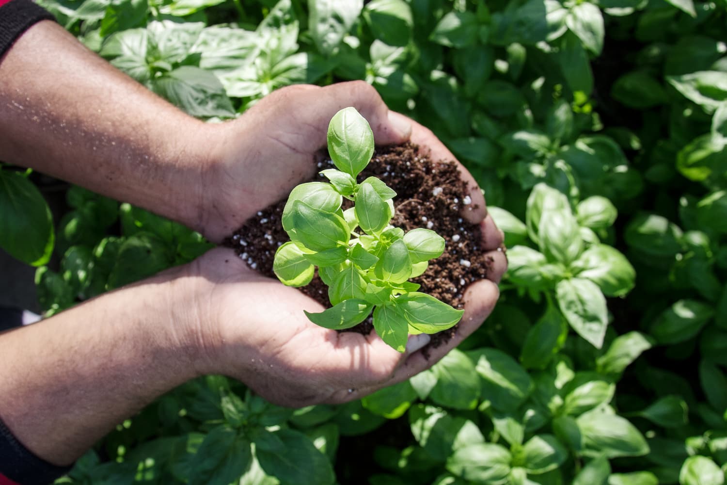 Domus Romana (Piazza San Michele) - Image 1