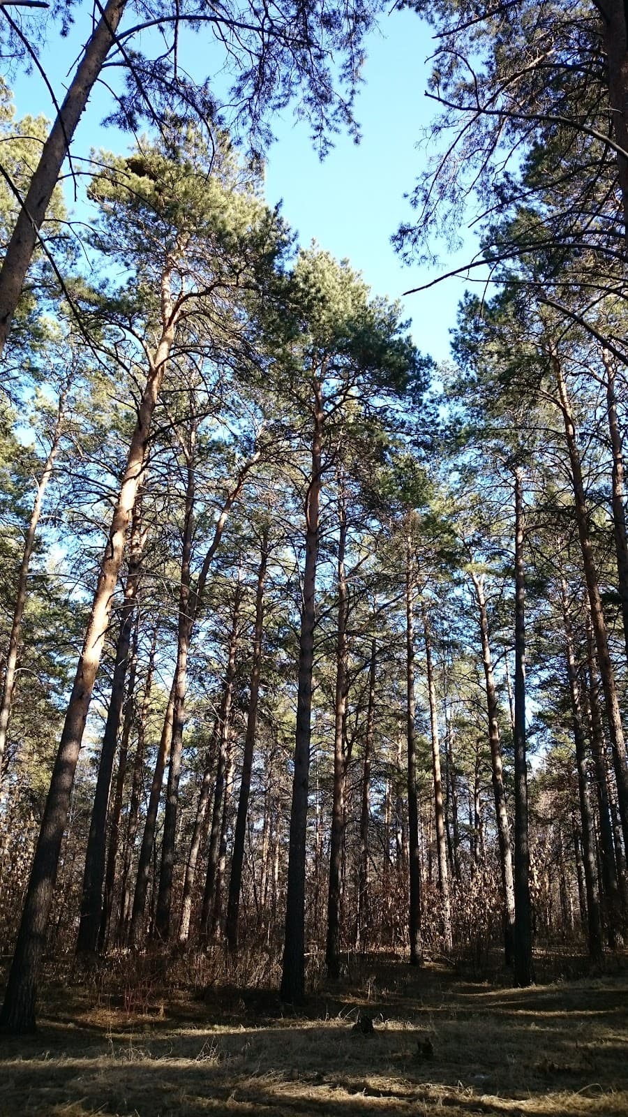 Kaiskaya Grove - Image 1