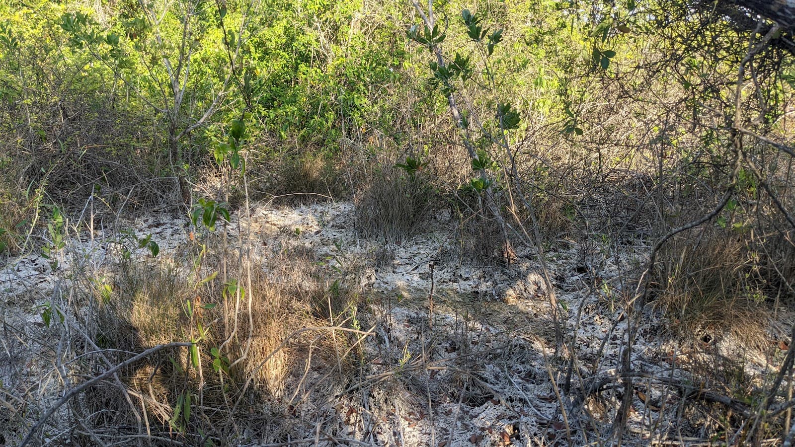 Los Petenes Biosphere Reserve Mexico - Image 1