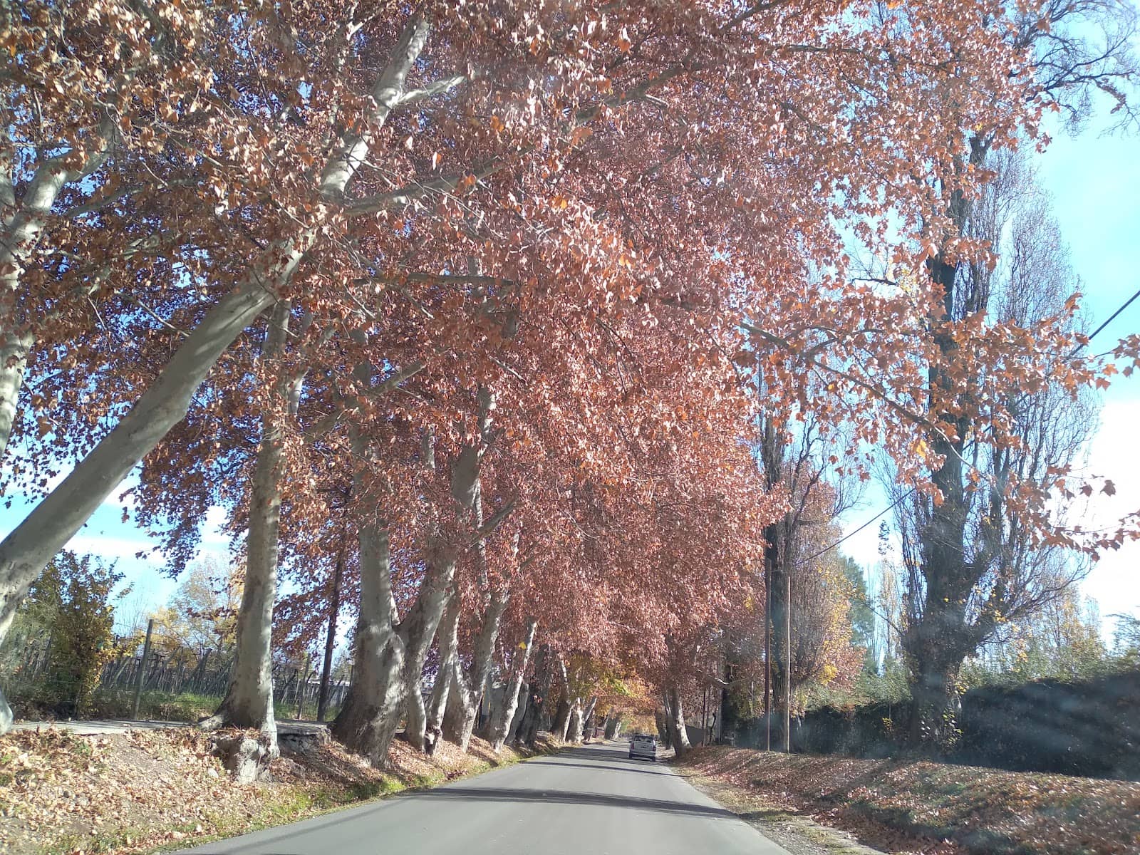Santiago Achaval's Vineyard