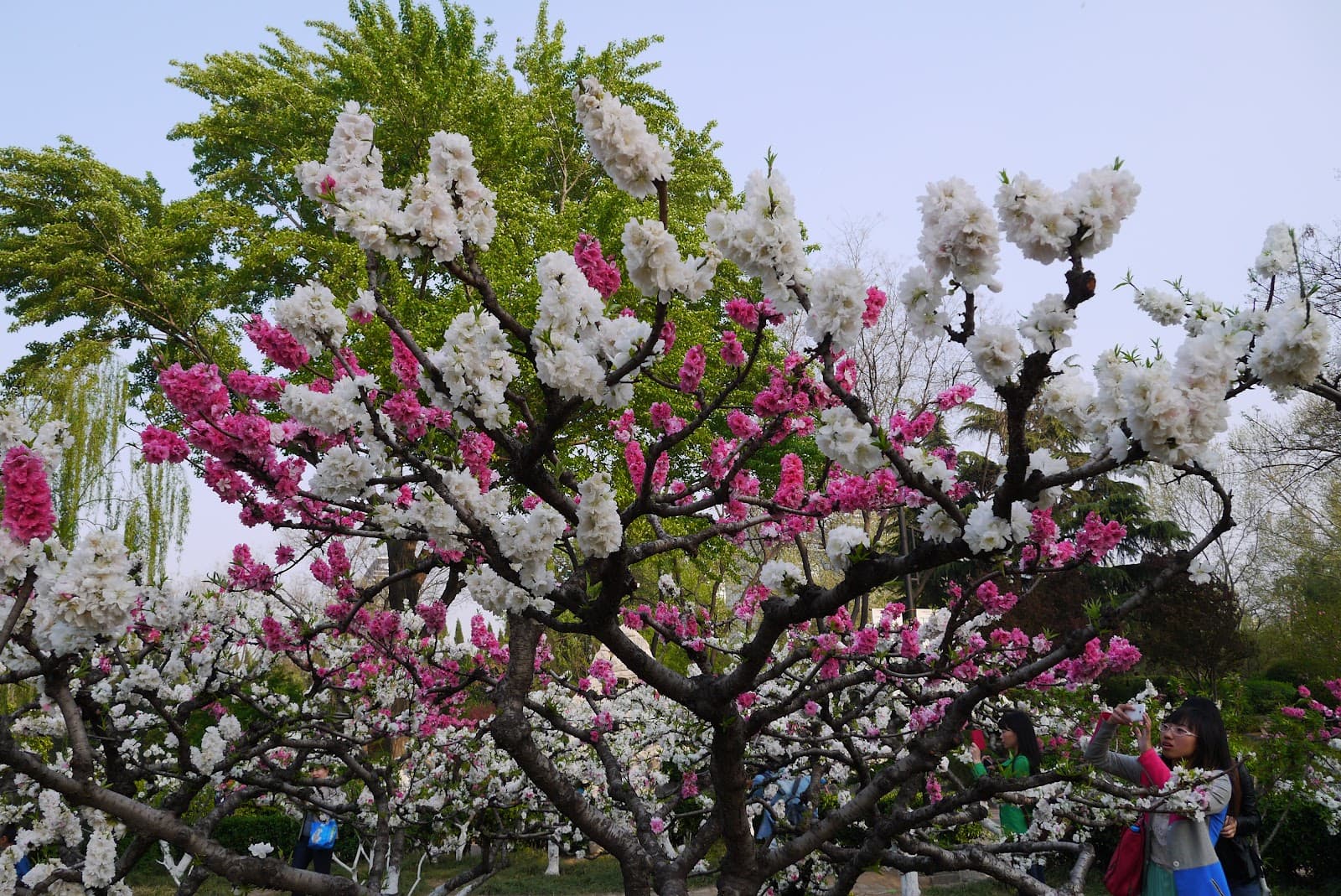 People's Park Jinan - Image 1
