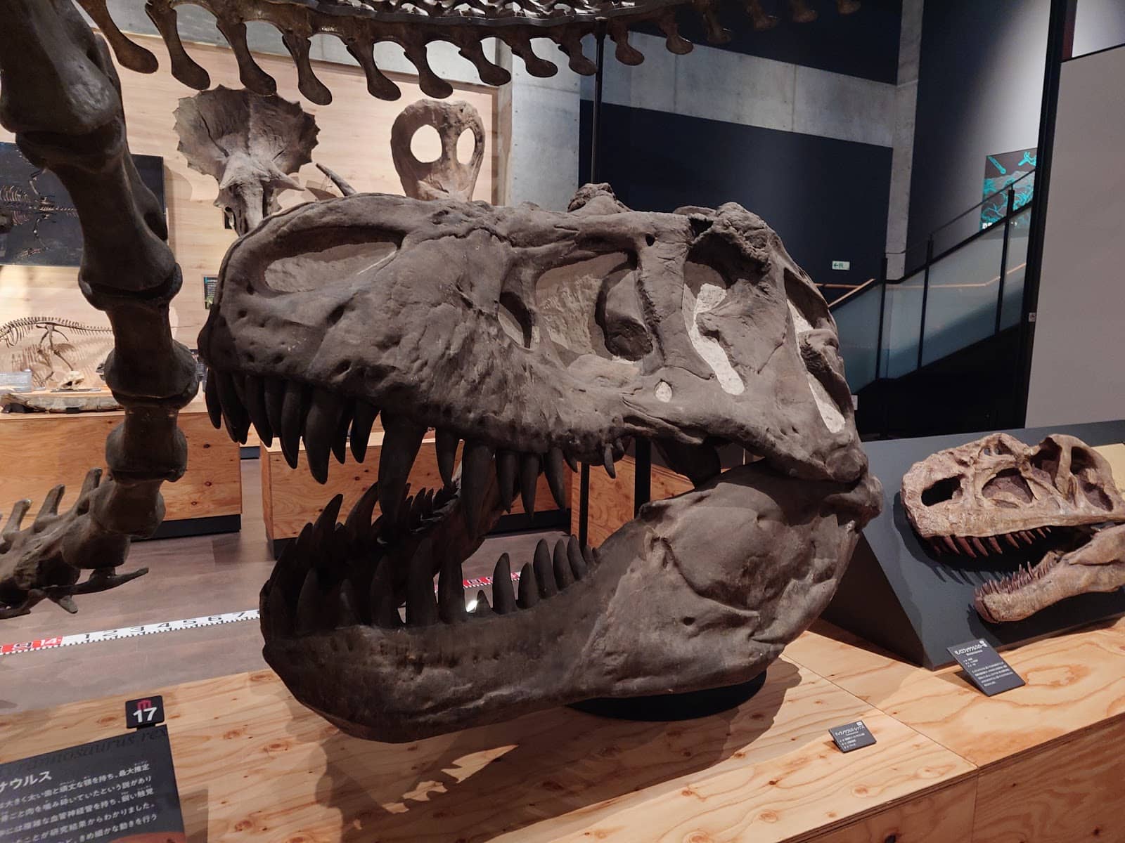 Fossil Excavation Experience