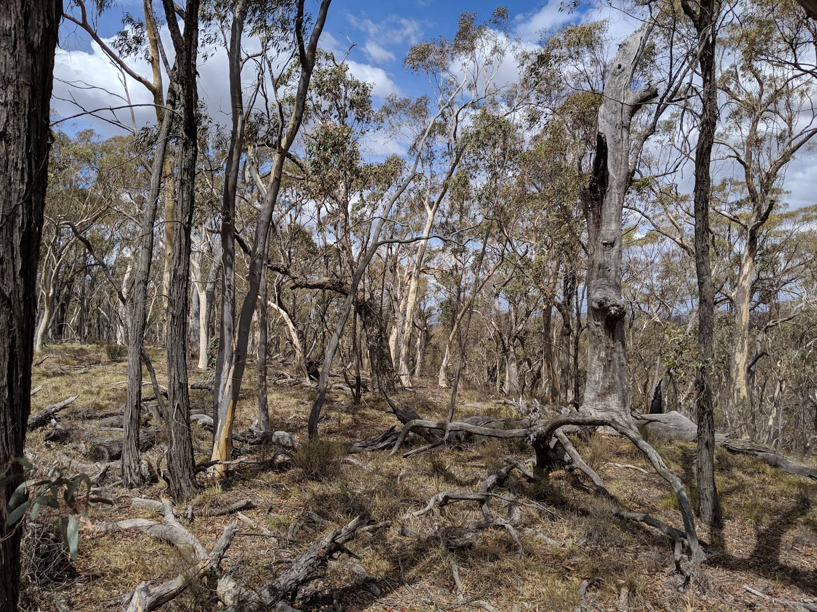 Helicopter Ride Over the Falls