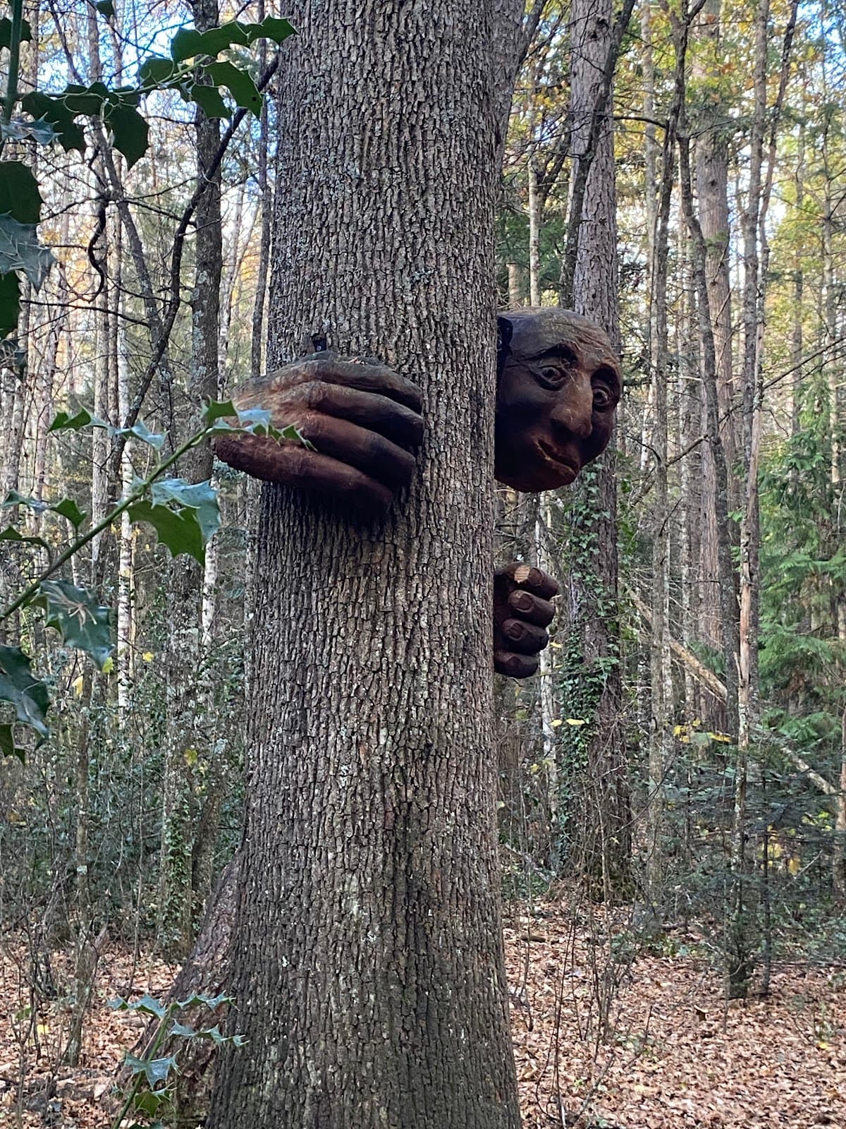 Forest Amble Walk - Image 1