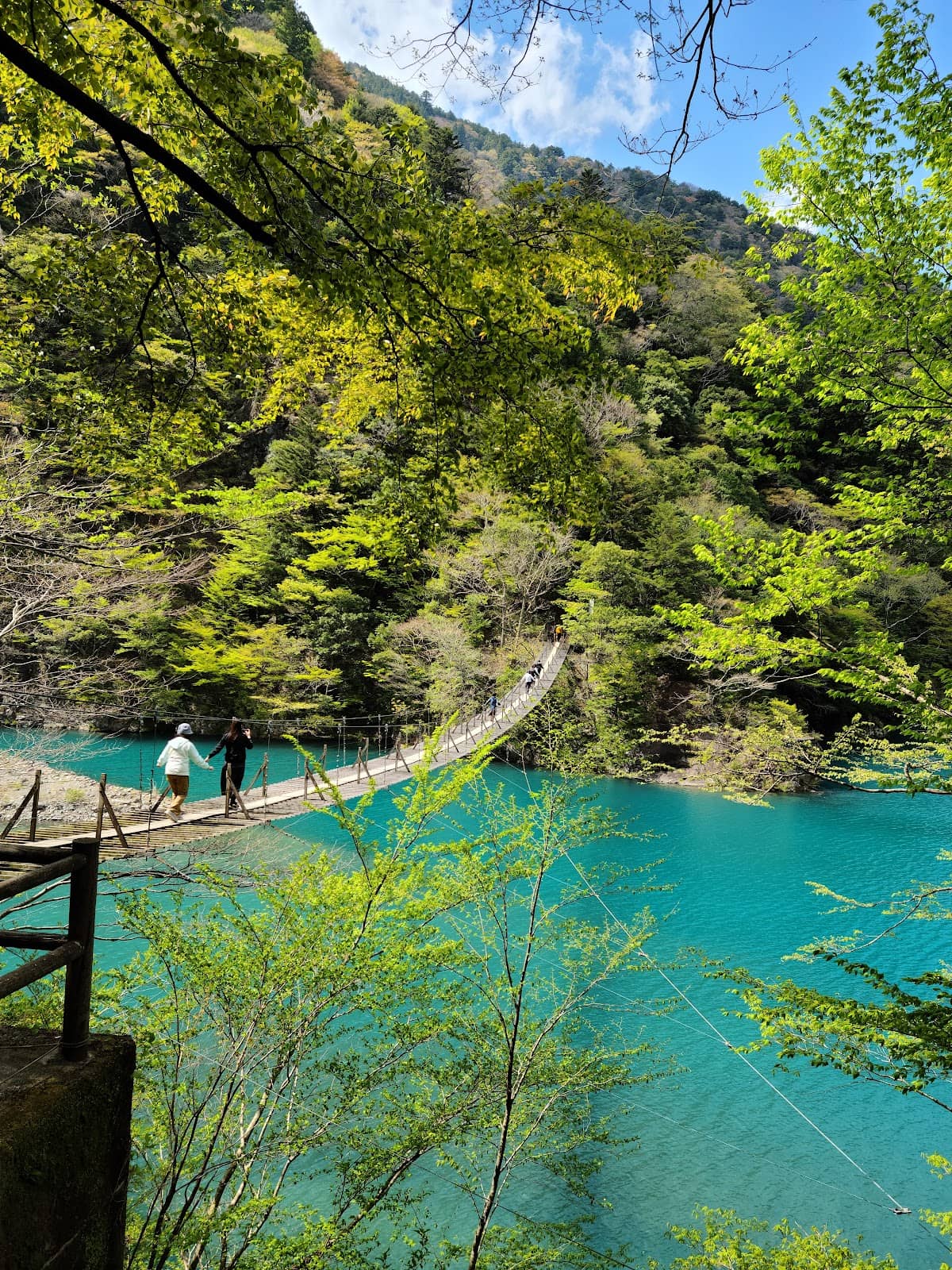 Forest Hiking Trails