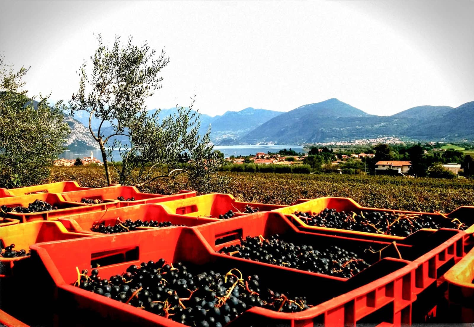 Historic Wineries and Cellars